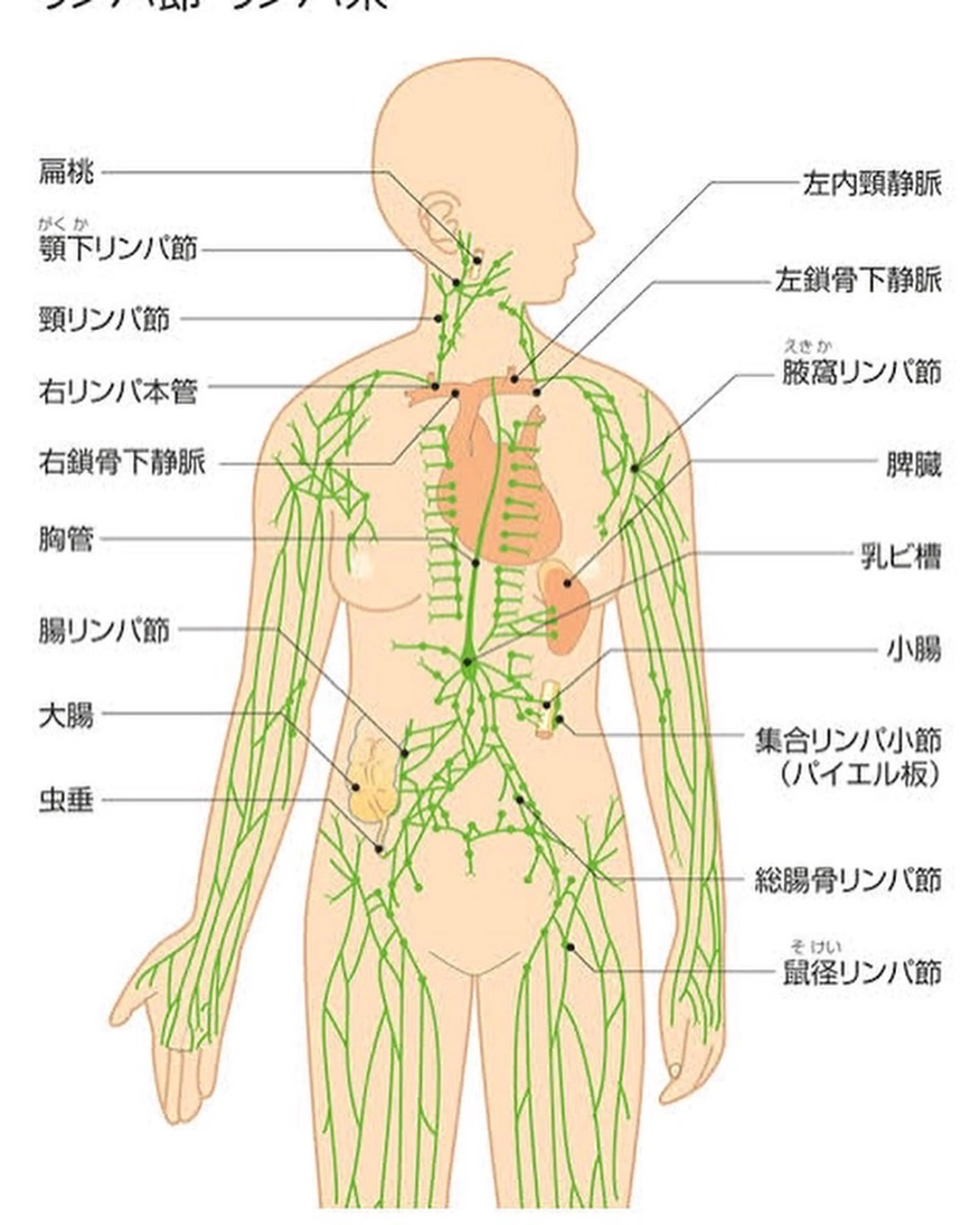 香りの家ローズマリー 🌿アロマリンパのエステ・リラクイメージ