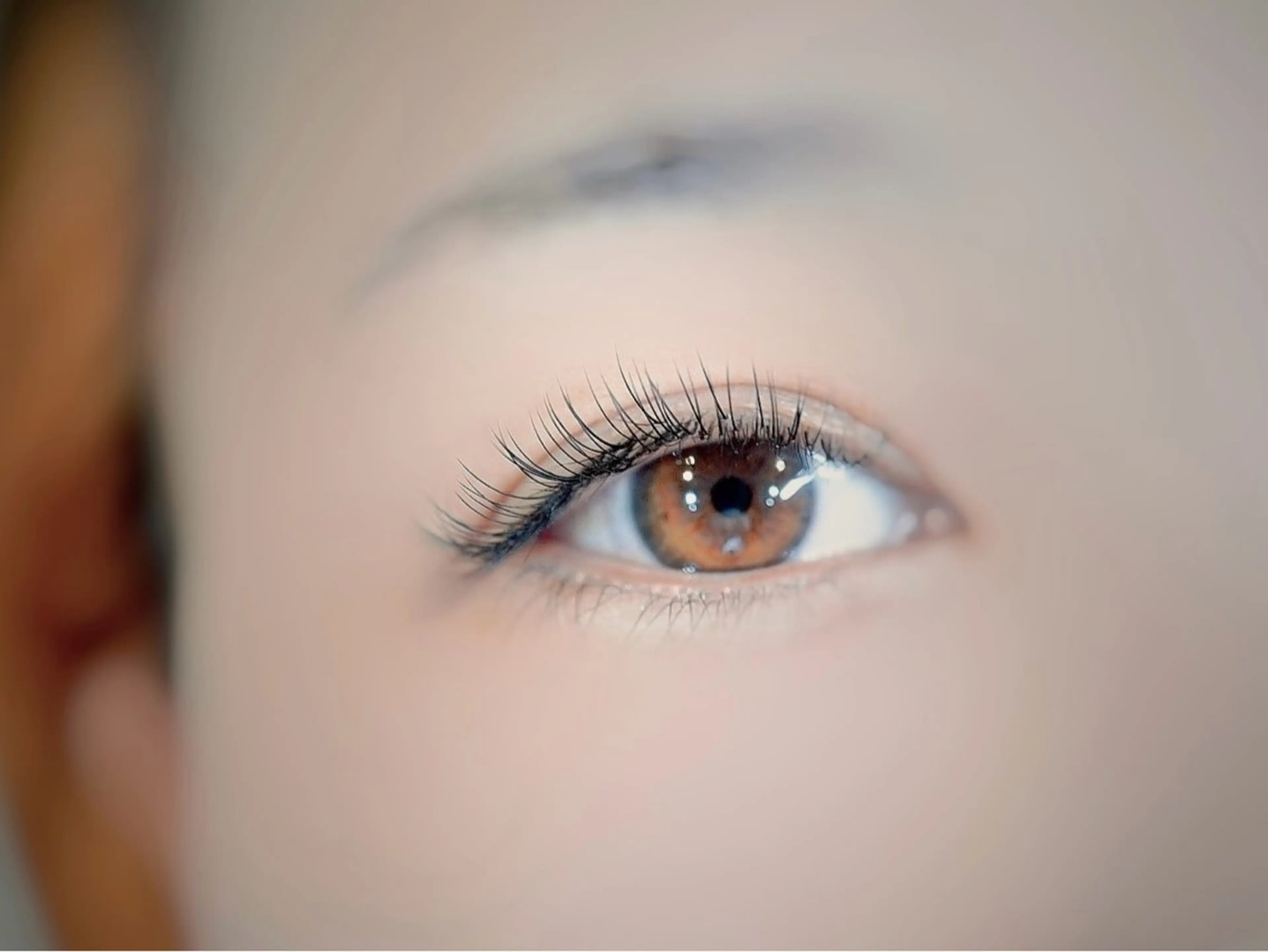 最高級プラチナセーブル100本 支払い現金のみ。の写真