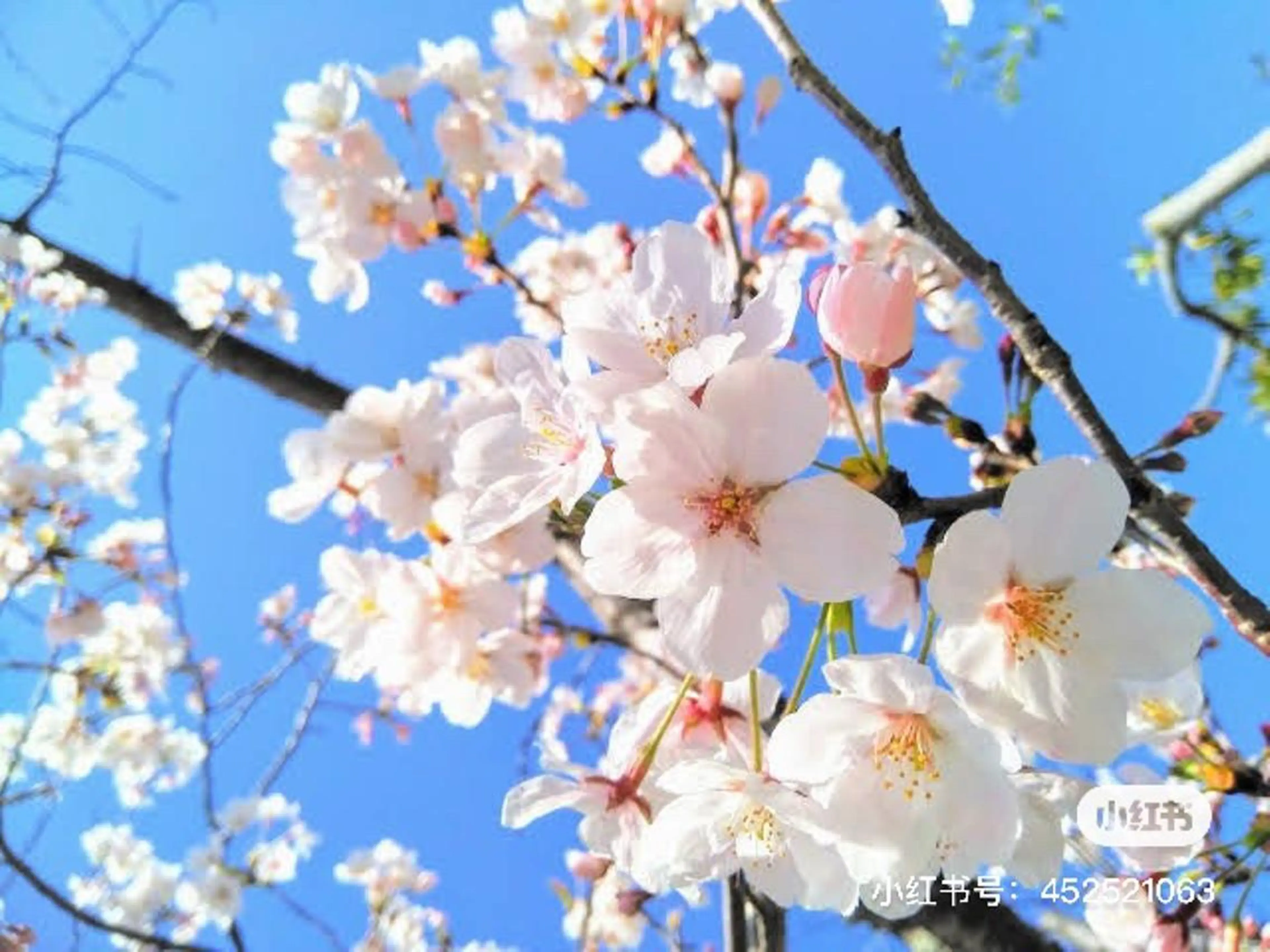 神山 ビューティー・アイのマツエク・マツパデザイン
