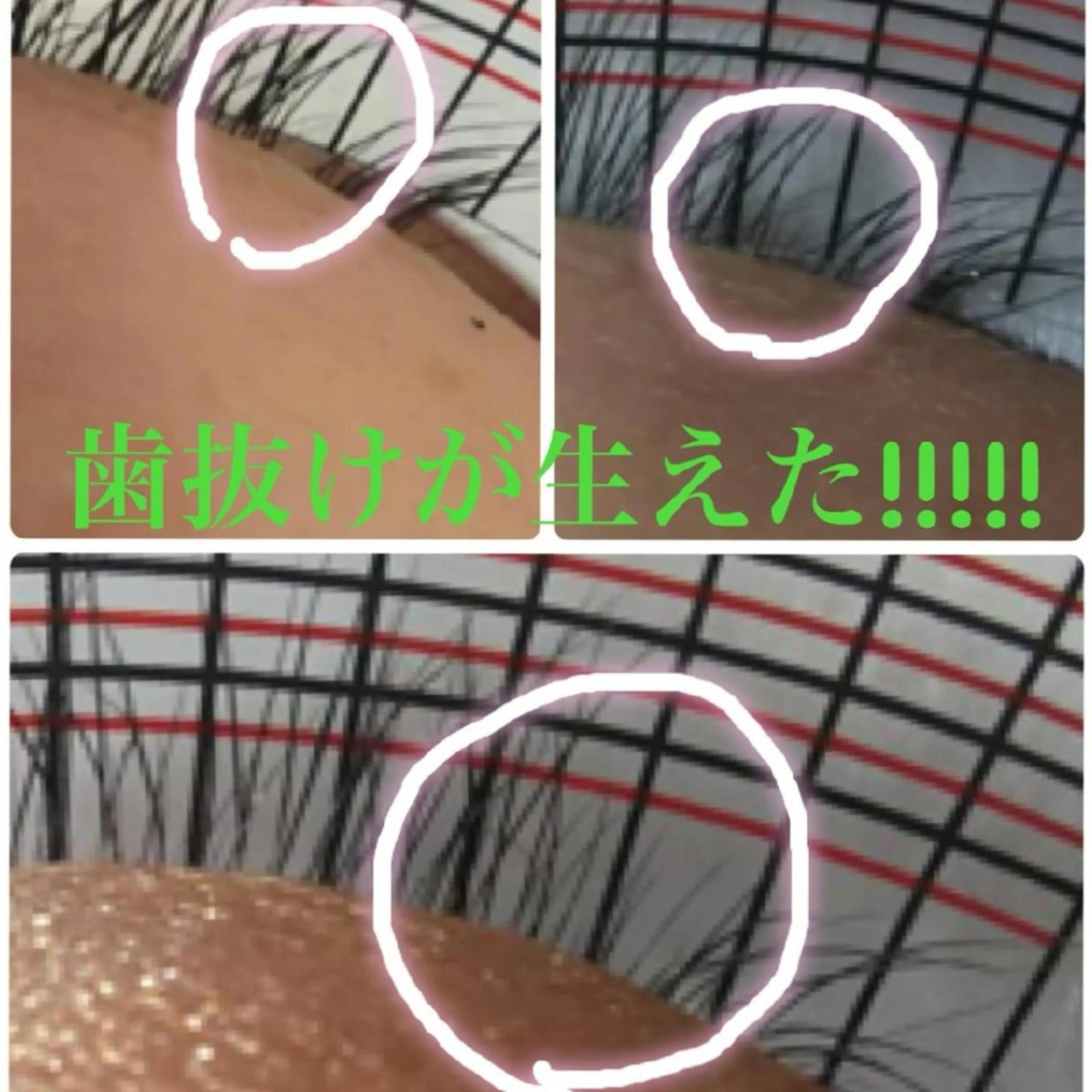 マツエク・マツパ 平田 愛美のヘアスタイル