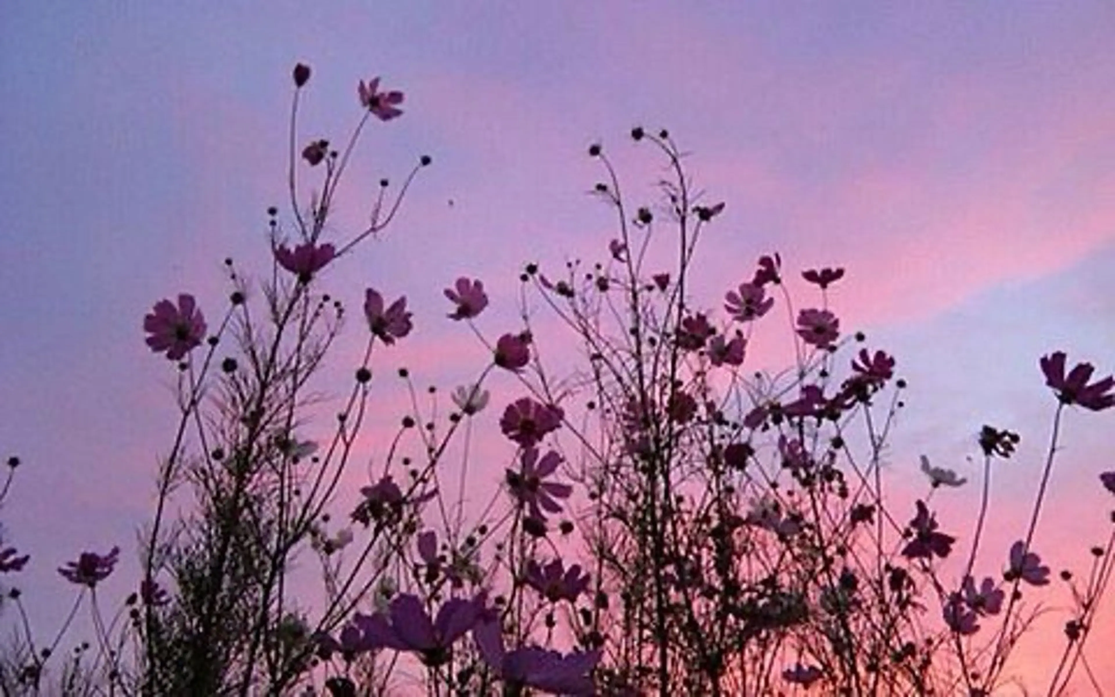 マツエク・マツパ ひなの 🌼のマツエク・マツパデザイン