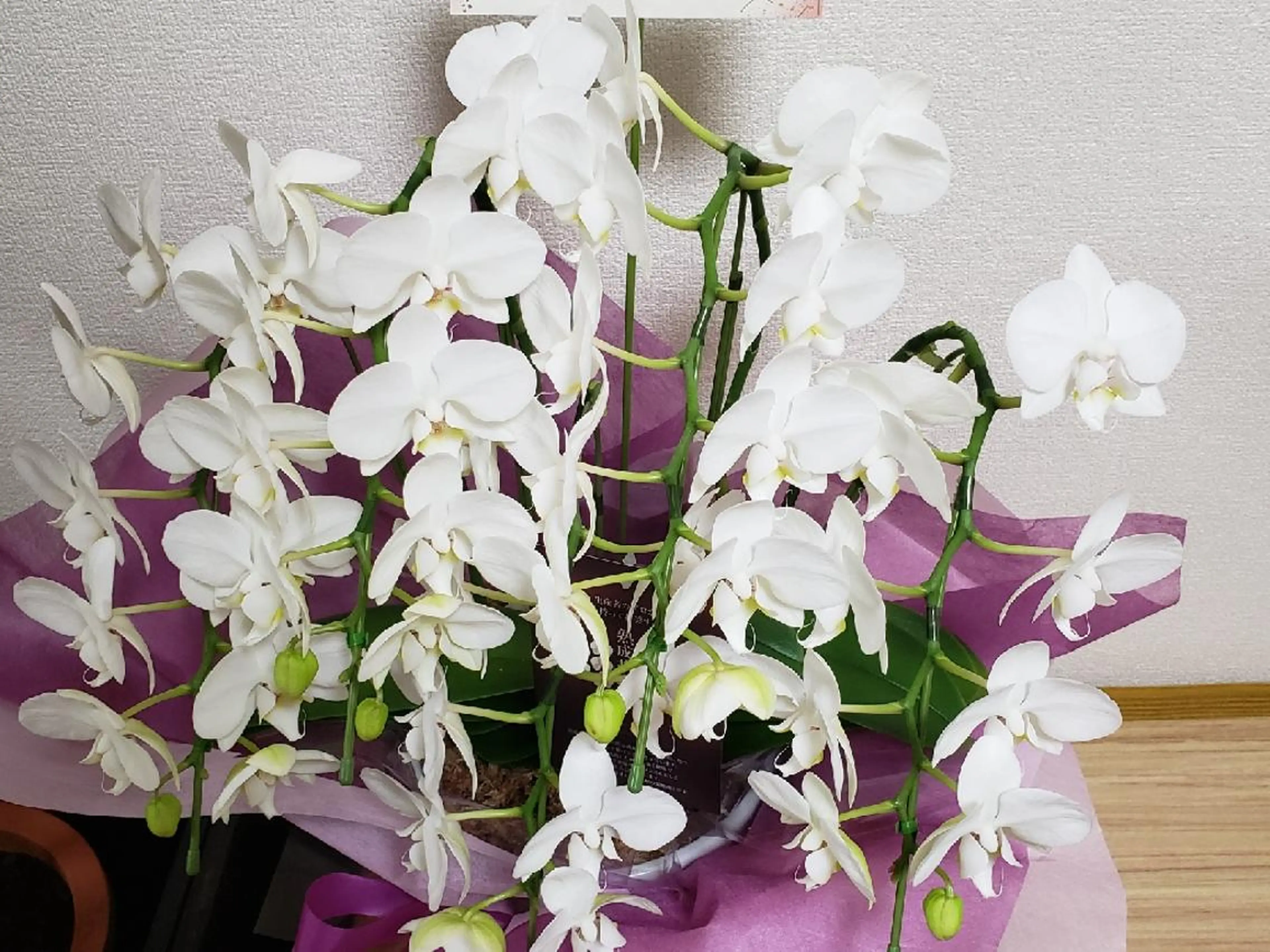 かかず美容鍼灸院所属・美容鍼×整体 かかずまさきのエステ・リラクイメージ