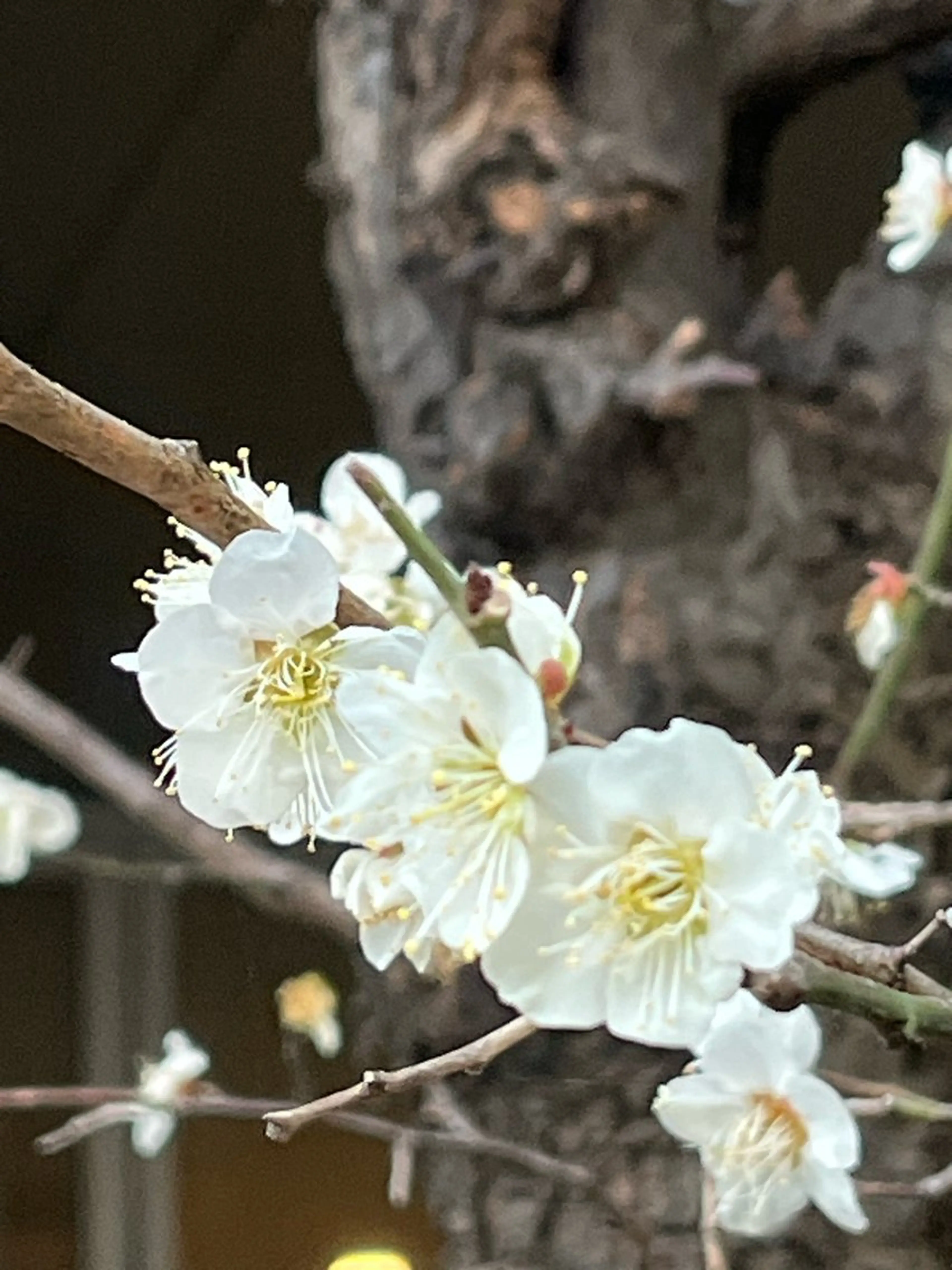 小鴨 美佳のヘアスタイル