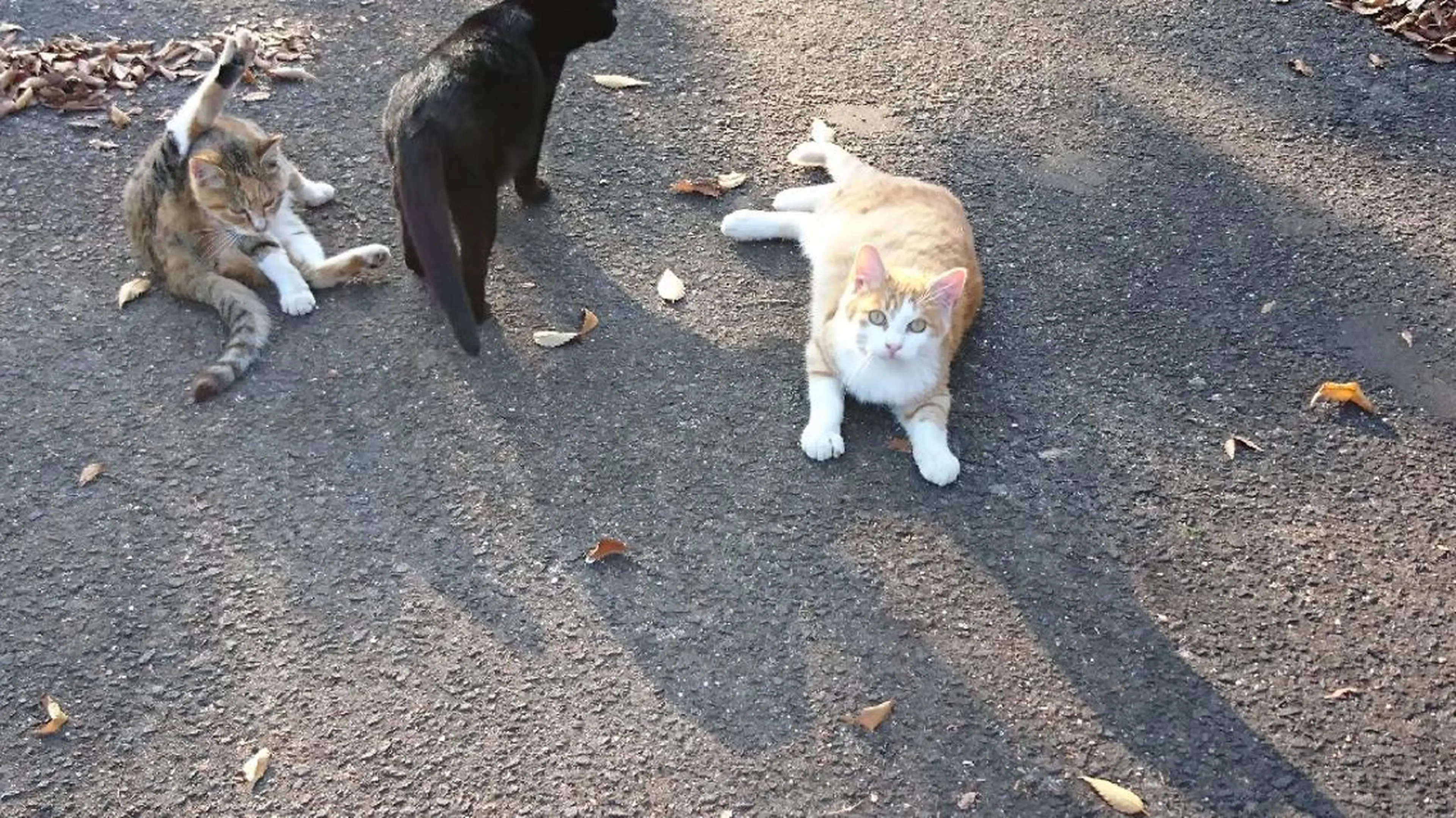 g*rossa高橋 くみこのエステ・リラクイメージ