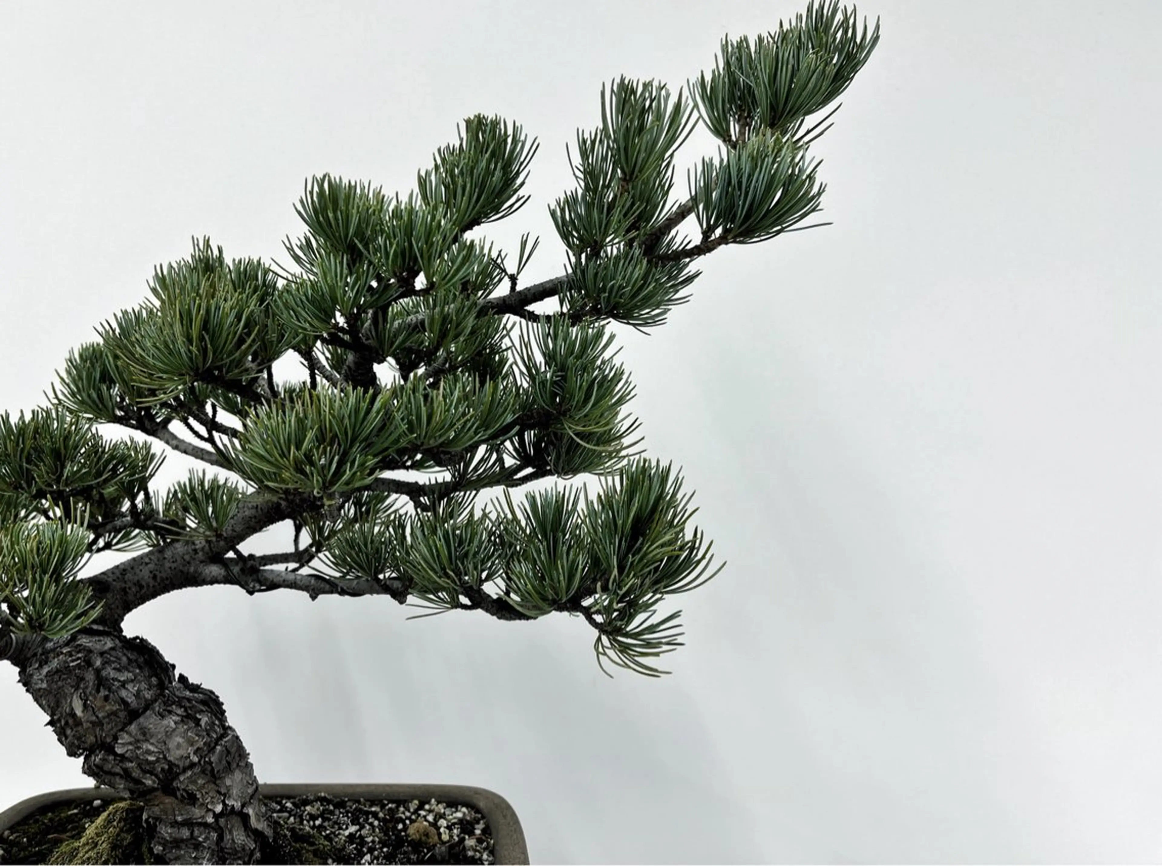 ⭐️当日OK⭐️ 岩田峻のヘアスタイル