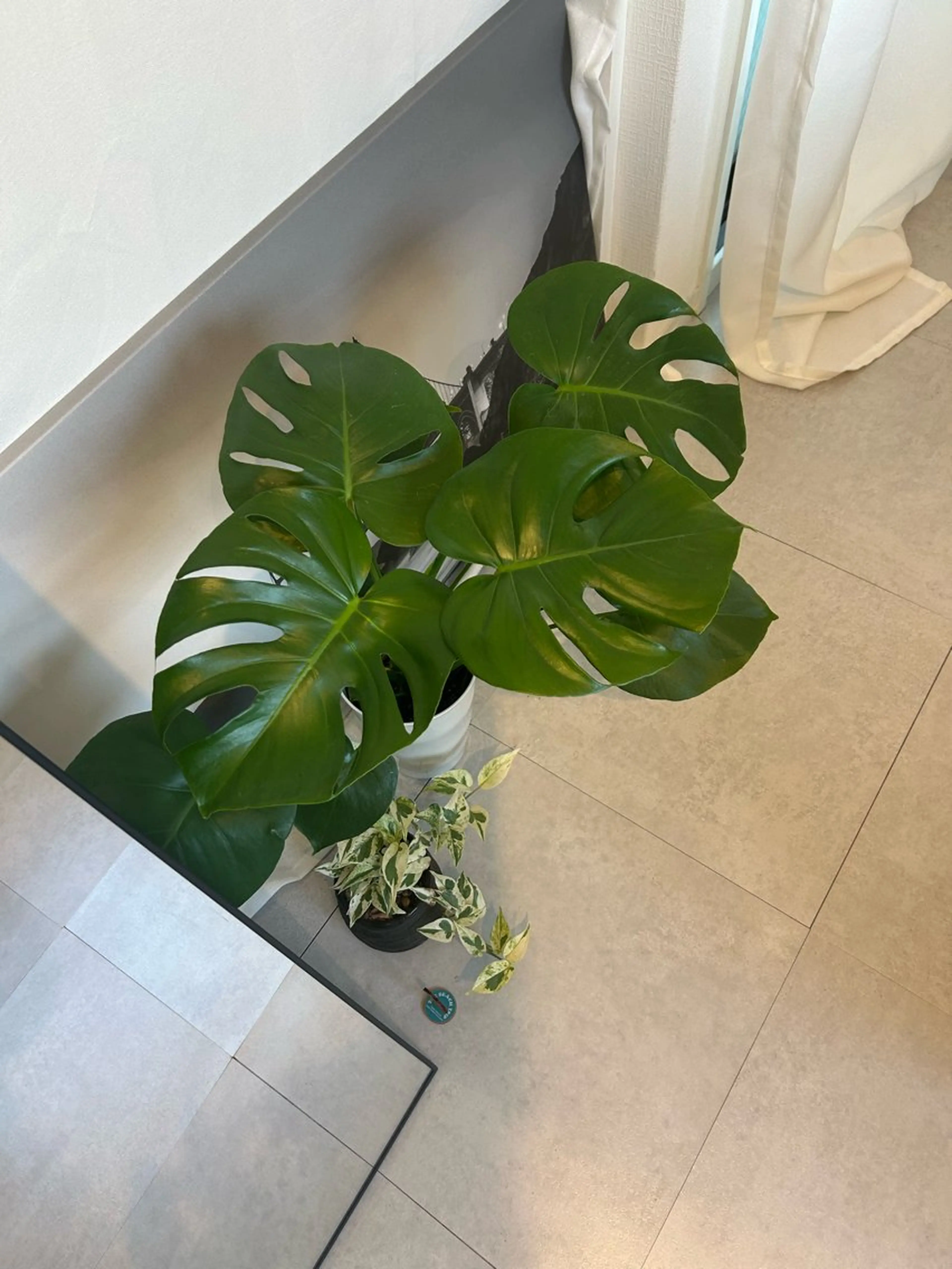 韓国🇰🇷価格 サロン_Nbibiの眉毛・アイブロウイメージ