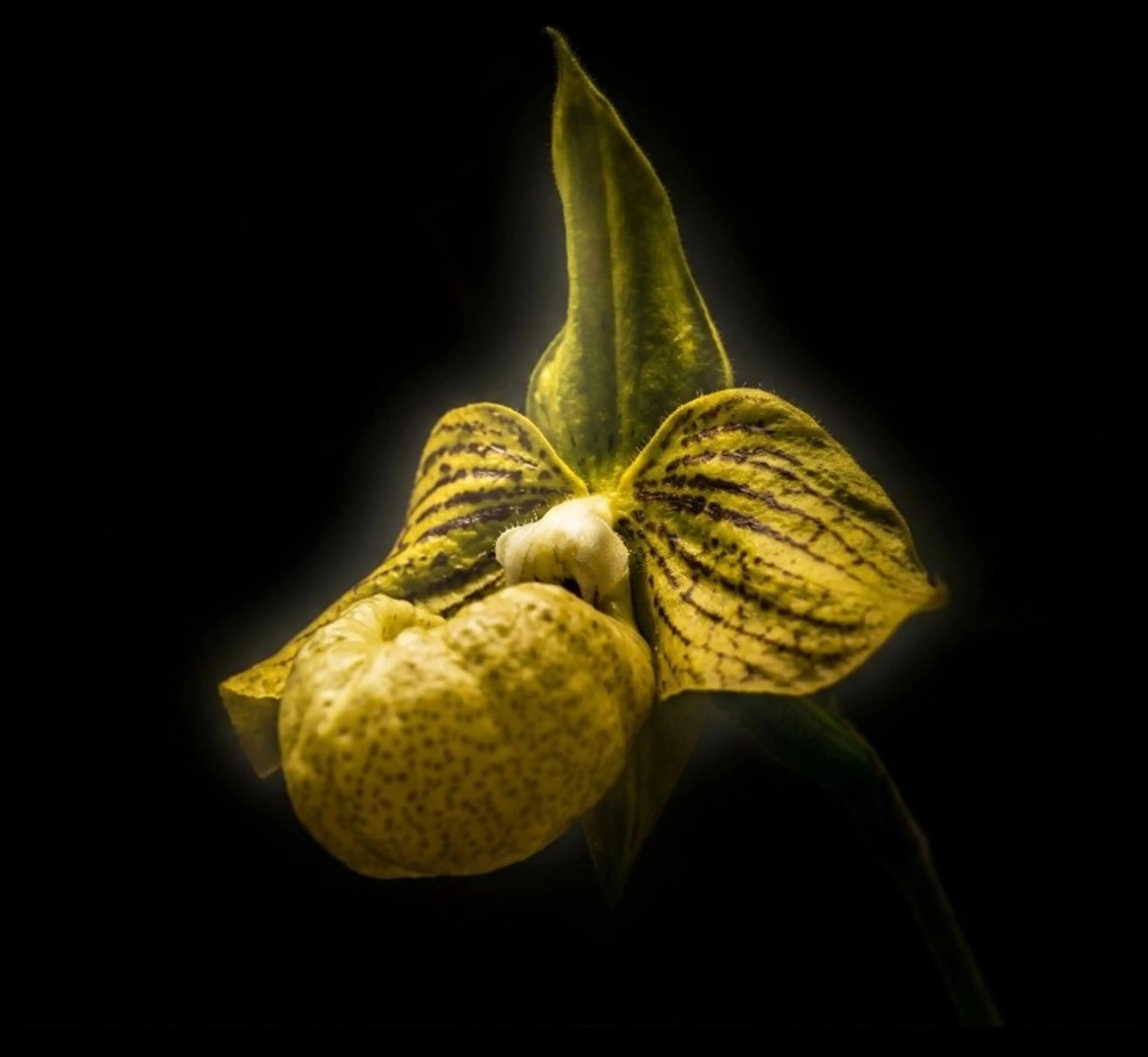 メンズ The Owner Of MPのエステ・リラクイメージ