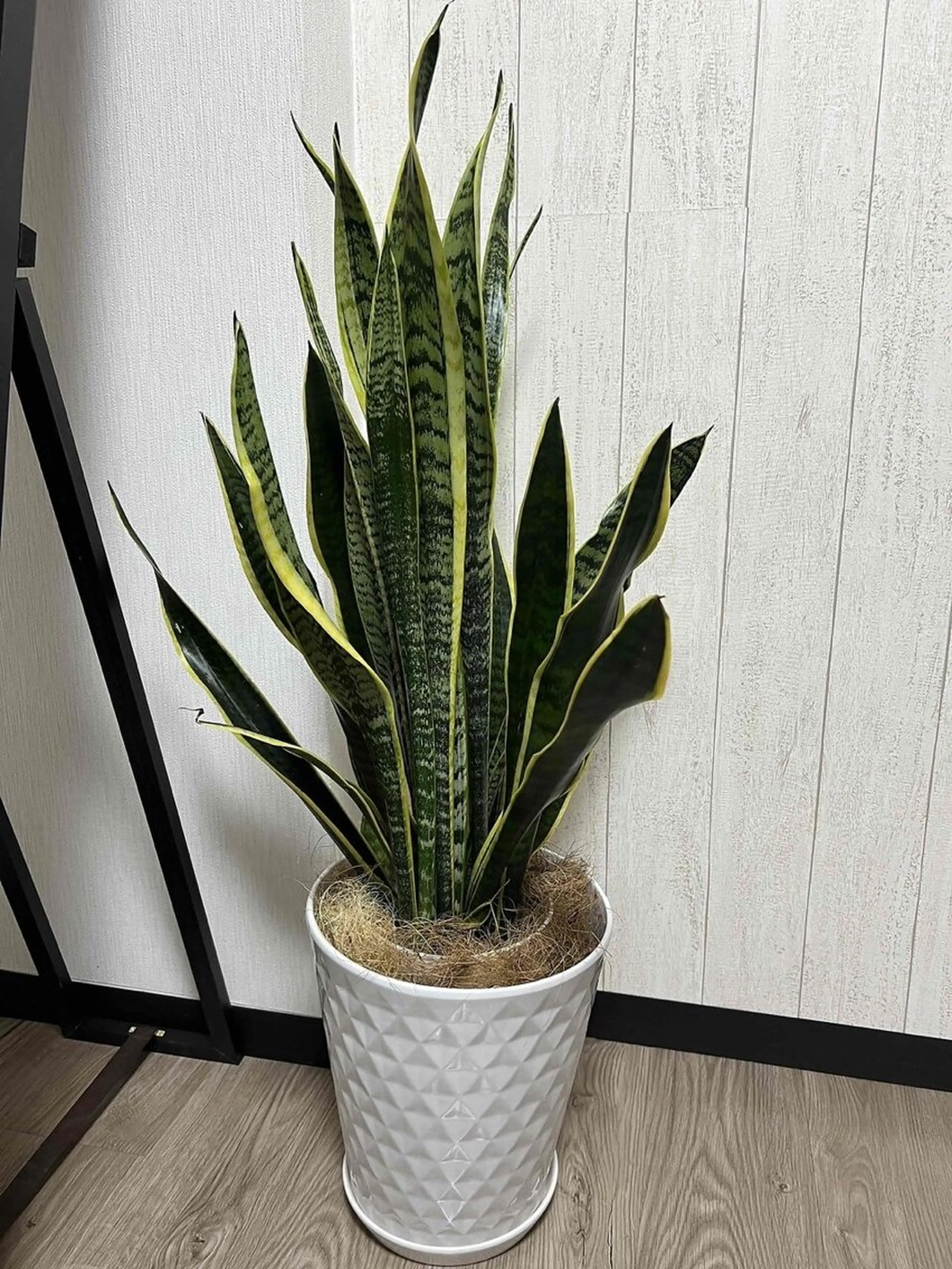 メンズ キッズ メンズ脱毛　FELISSE【フェリッセ】所属・メンズ脱毛フェリッセ /男女🆗キッズ🆗のエステ・リラクイメージ