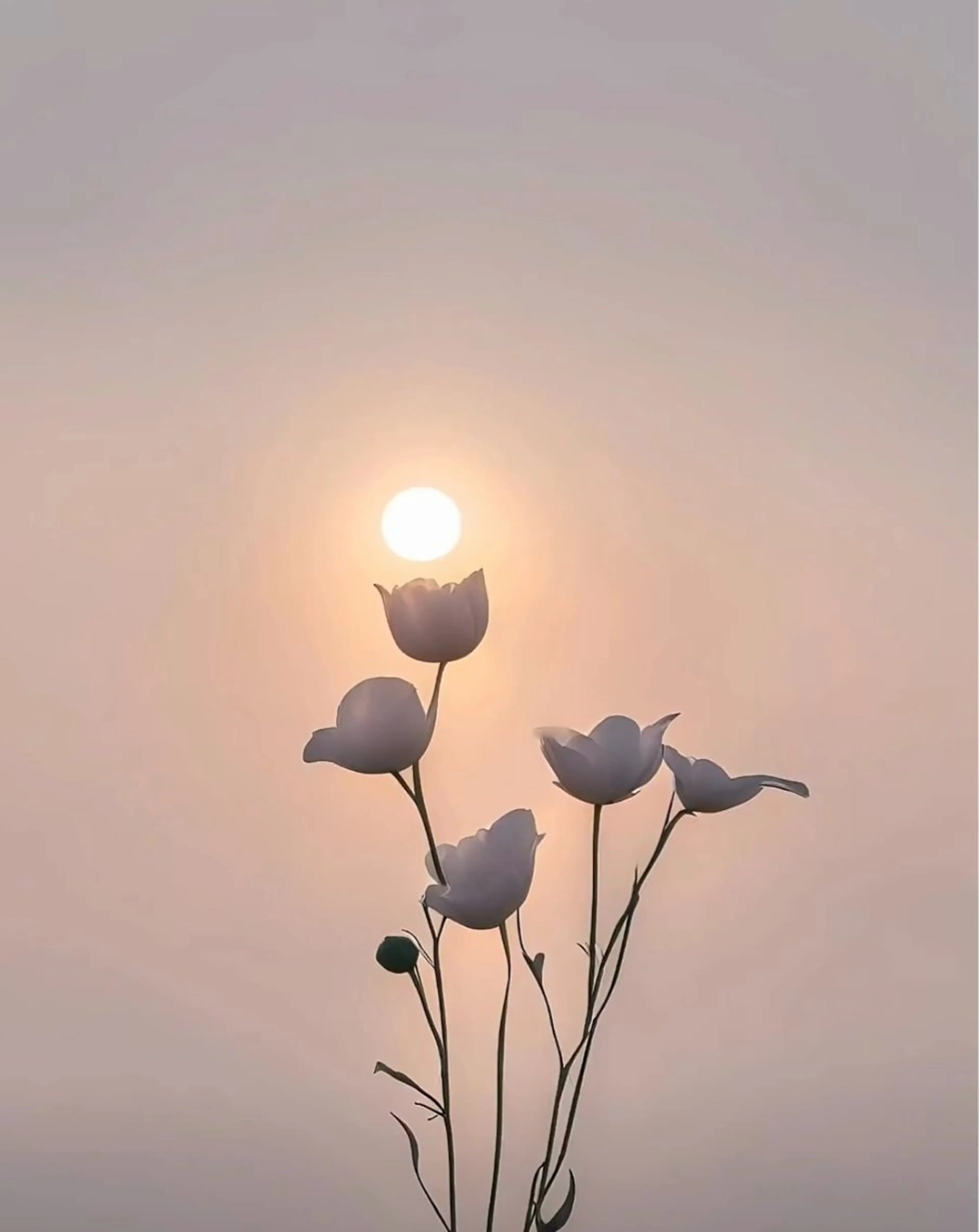 マツエク・マツパ マツエク オーロラ所属・AURORA RINAのマツエク・マツパデザイン