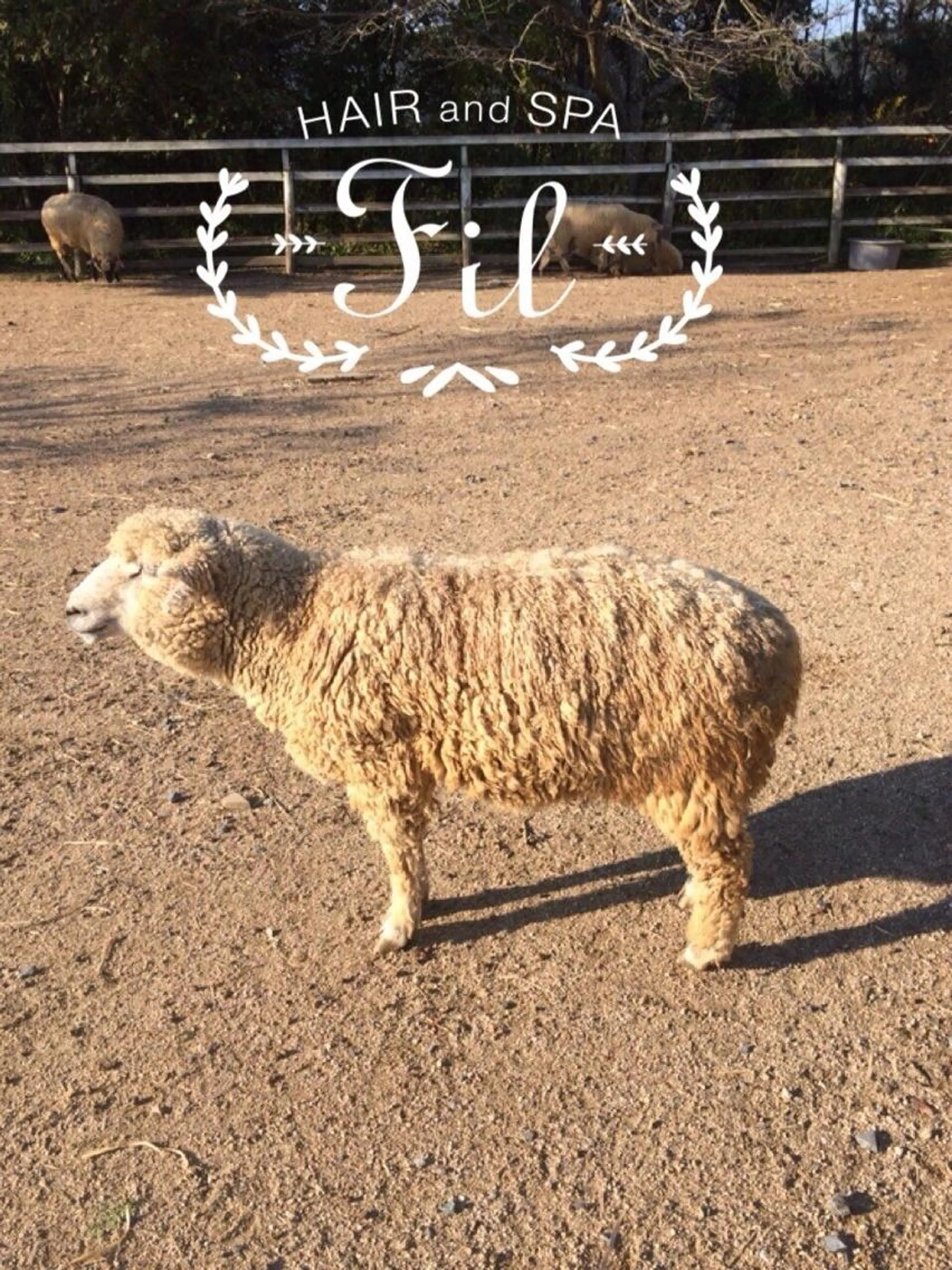 カットor黙カット(髪の話以外)の写真