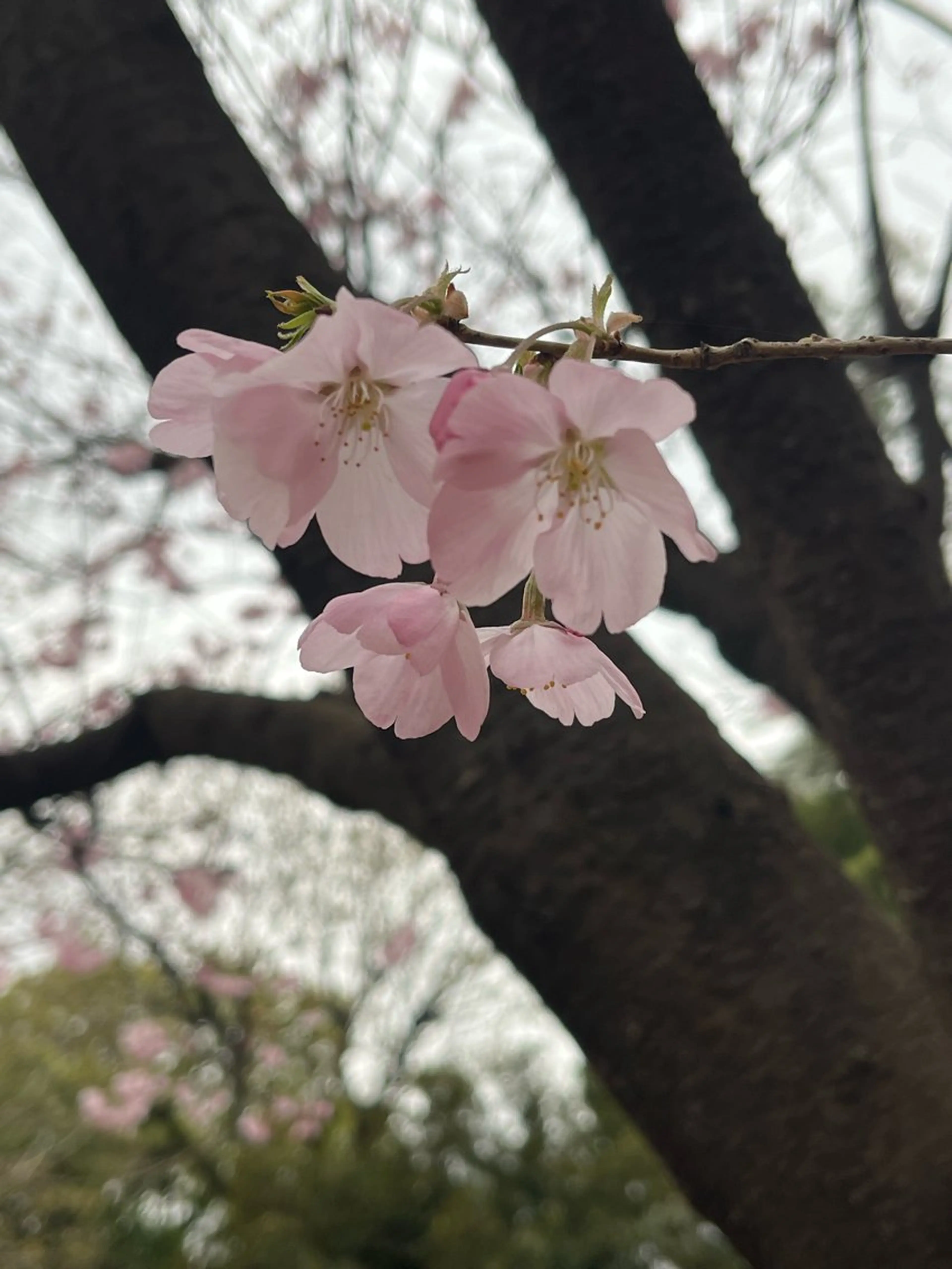 小鴨 美佳のヘアスタイル