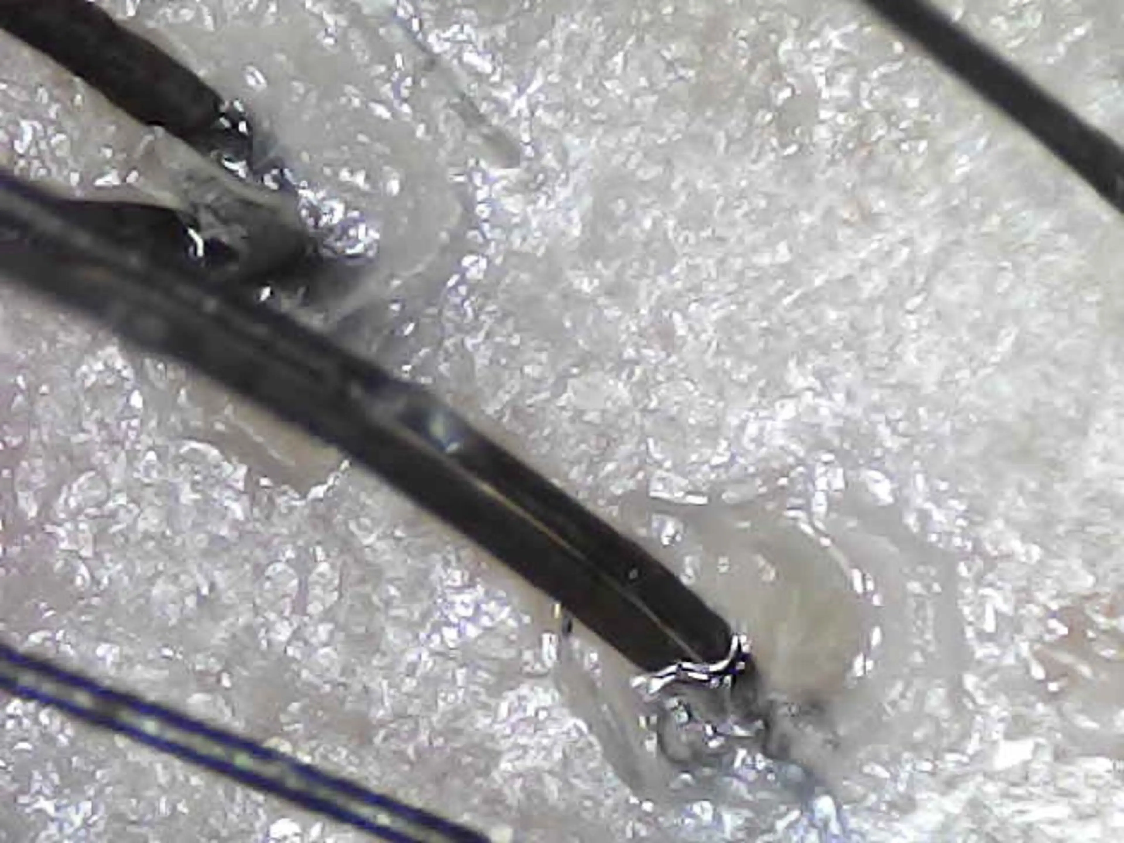 中畑 莉菜のヘアスタイル