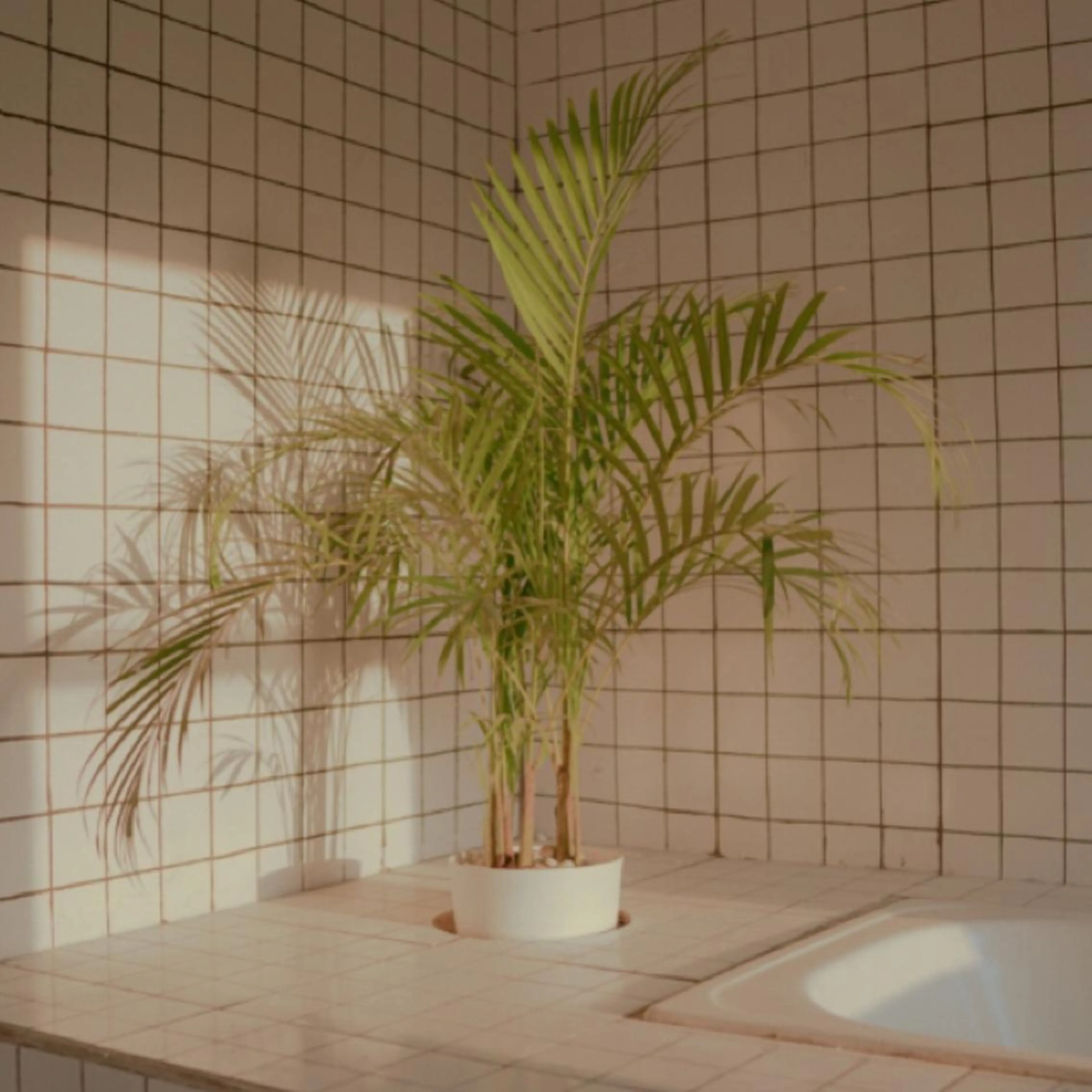 マツエク・マツパ カラーマツエク フラットラッシュ 韓国風マツエク パリジェンヌラッシュリフト まつげパーマ barro.1995所属・オーダーメイドまつげ &まゆげ.RIKAのマツエク・マツパデザイン