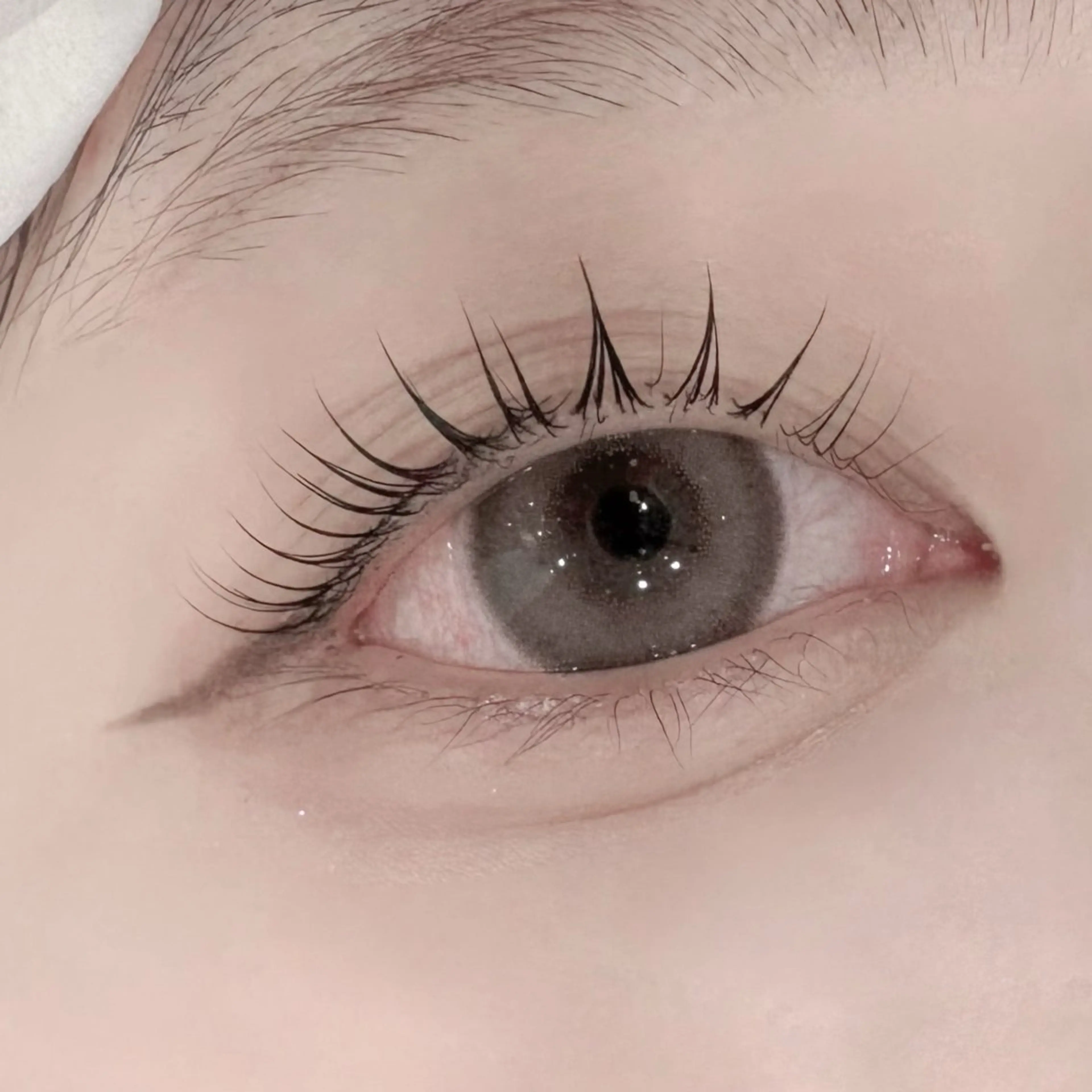 マツエク・マツパ Daisy Lash 今吉🍒🖤のマツエク・マツパデザイン