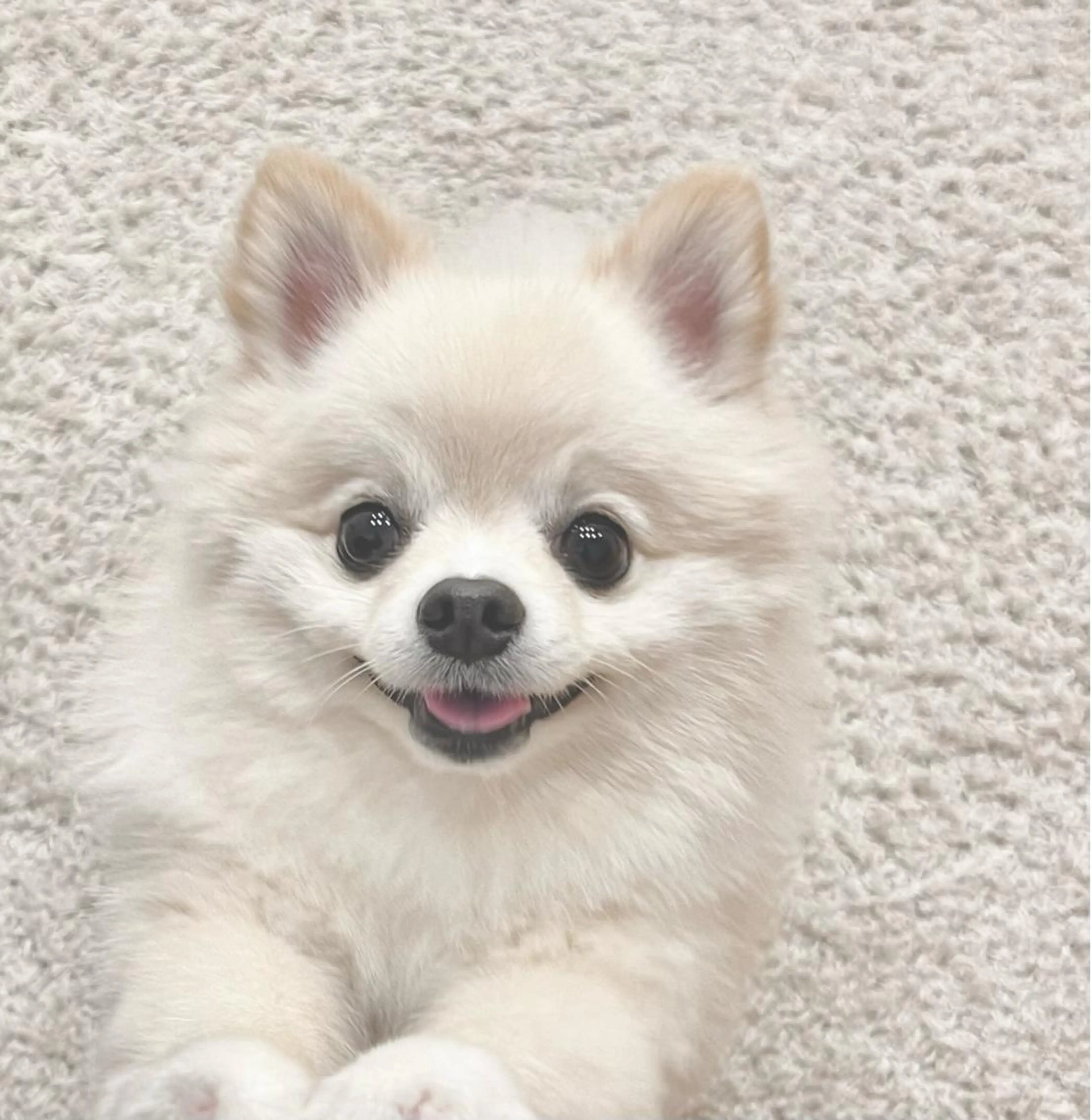 Largo🌿 明治神宮前／表参道のマツエク・マツパデザイン