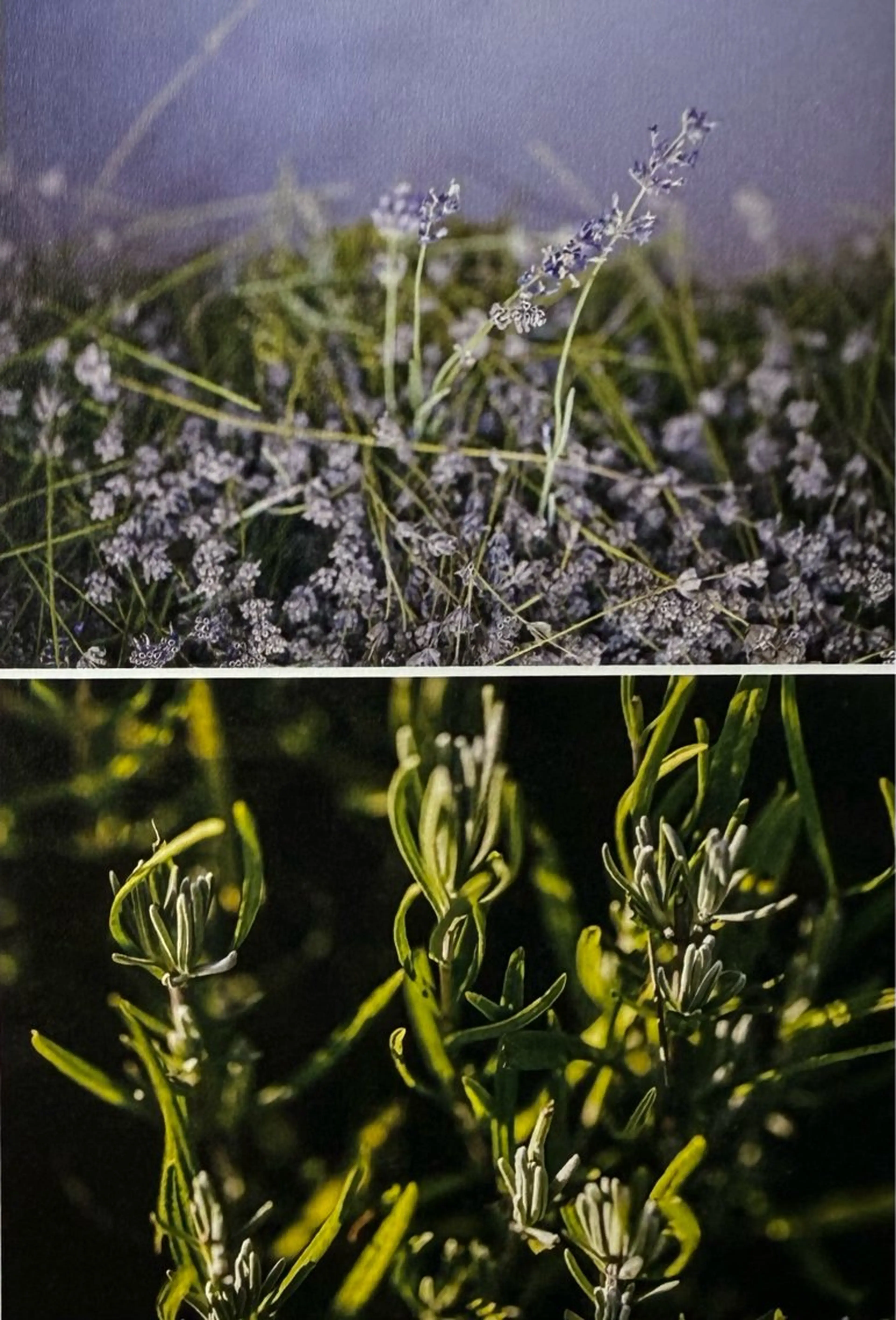 【レディース限定‼️】Villa Lodolaオーガニックヘッドスパ🫧の写真