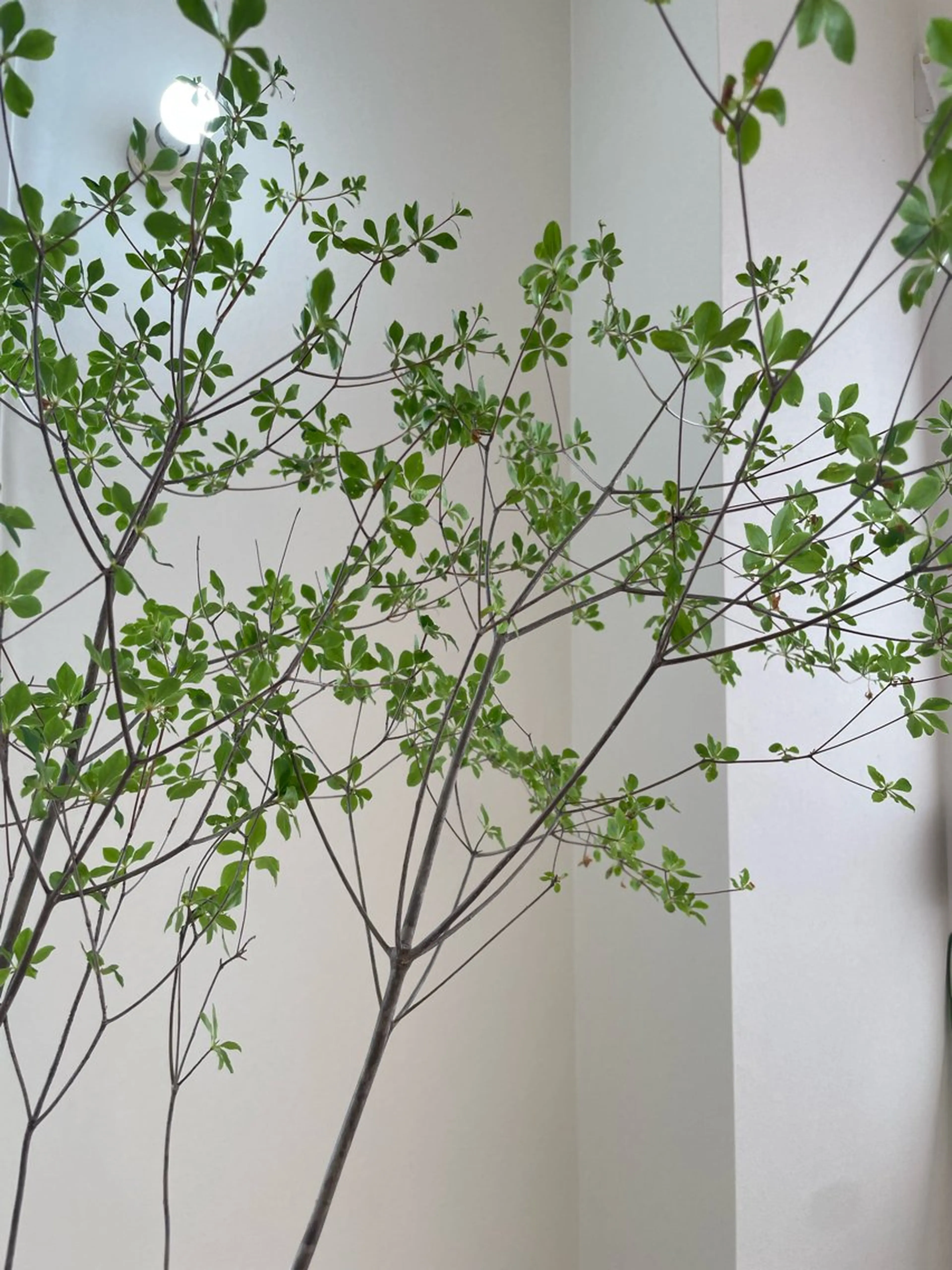 マツエク・マツパ eyan _kco 西宮/甲子園口のマツエク・マツパデザイン