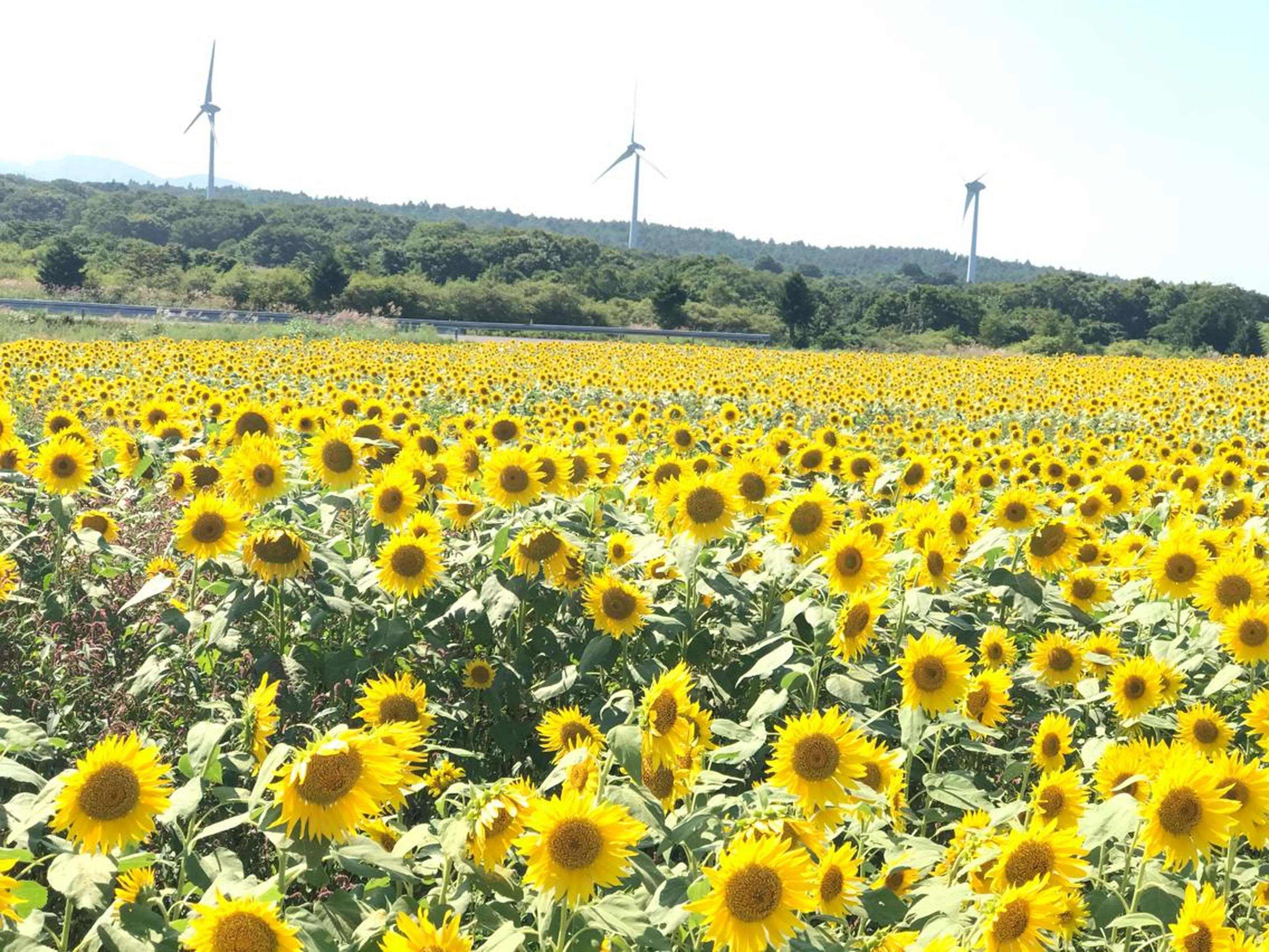 ミディアム カラー 下條 真のヘアスタイル