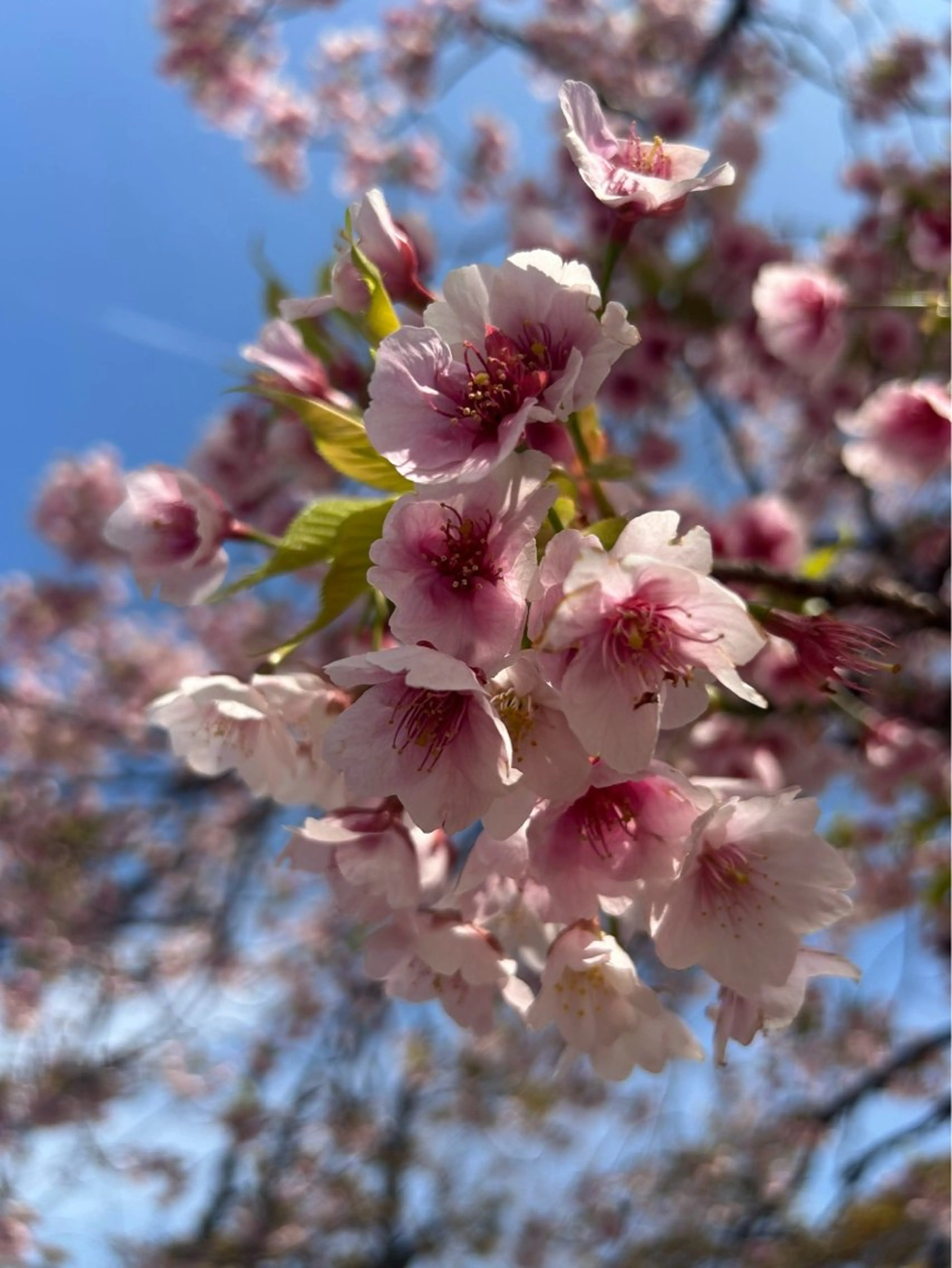 【リピーター様予約専用メニュー　メニュー相談/施術予約/全てのメニューこちらから】の写真