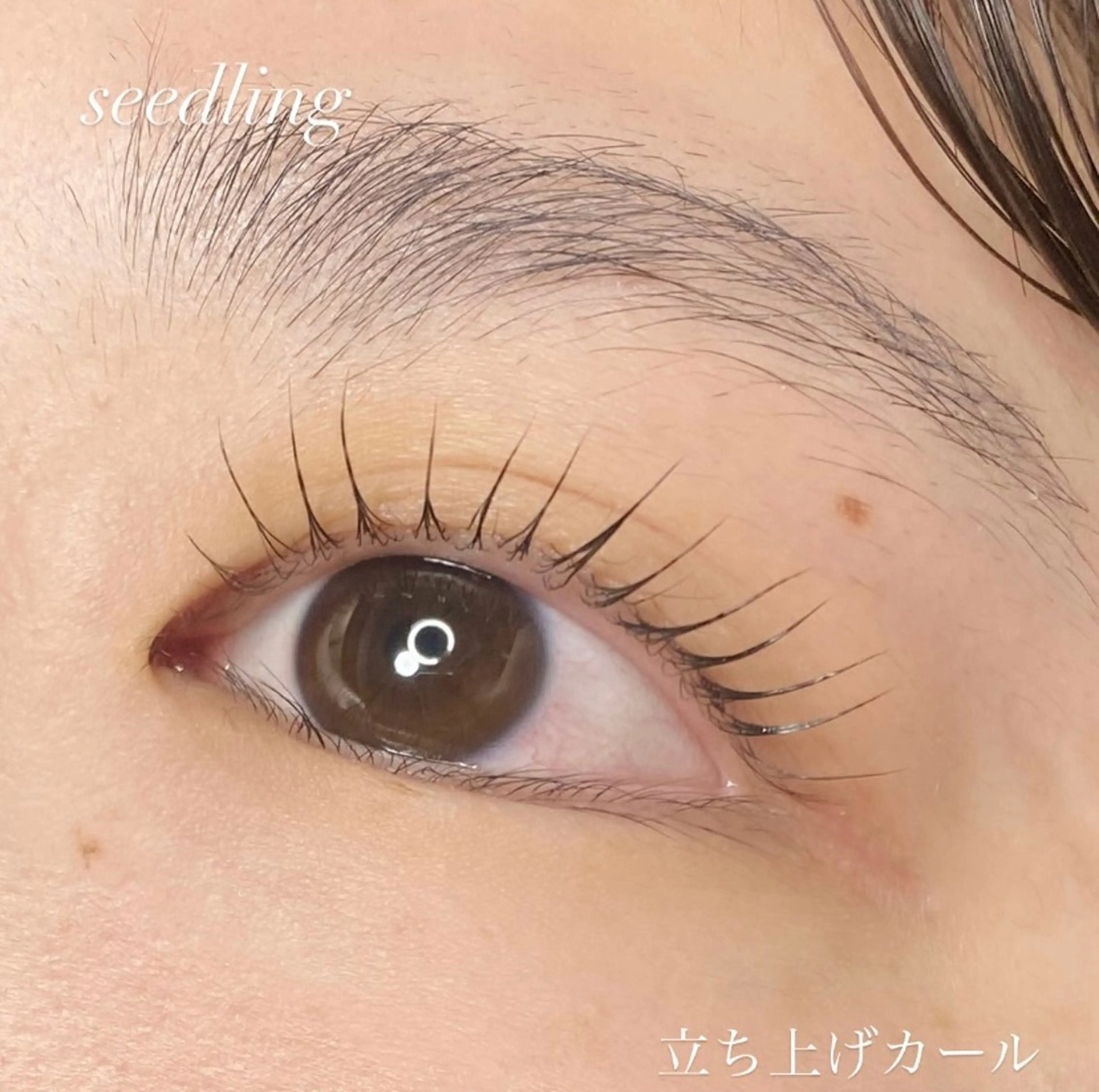 マツエク・マツパ マツパ シードリン 府内店 杉田のマツエク・マツパデザイン