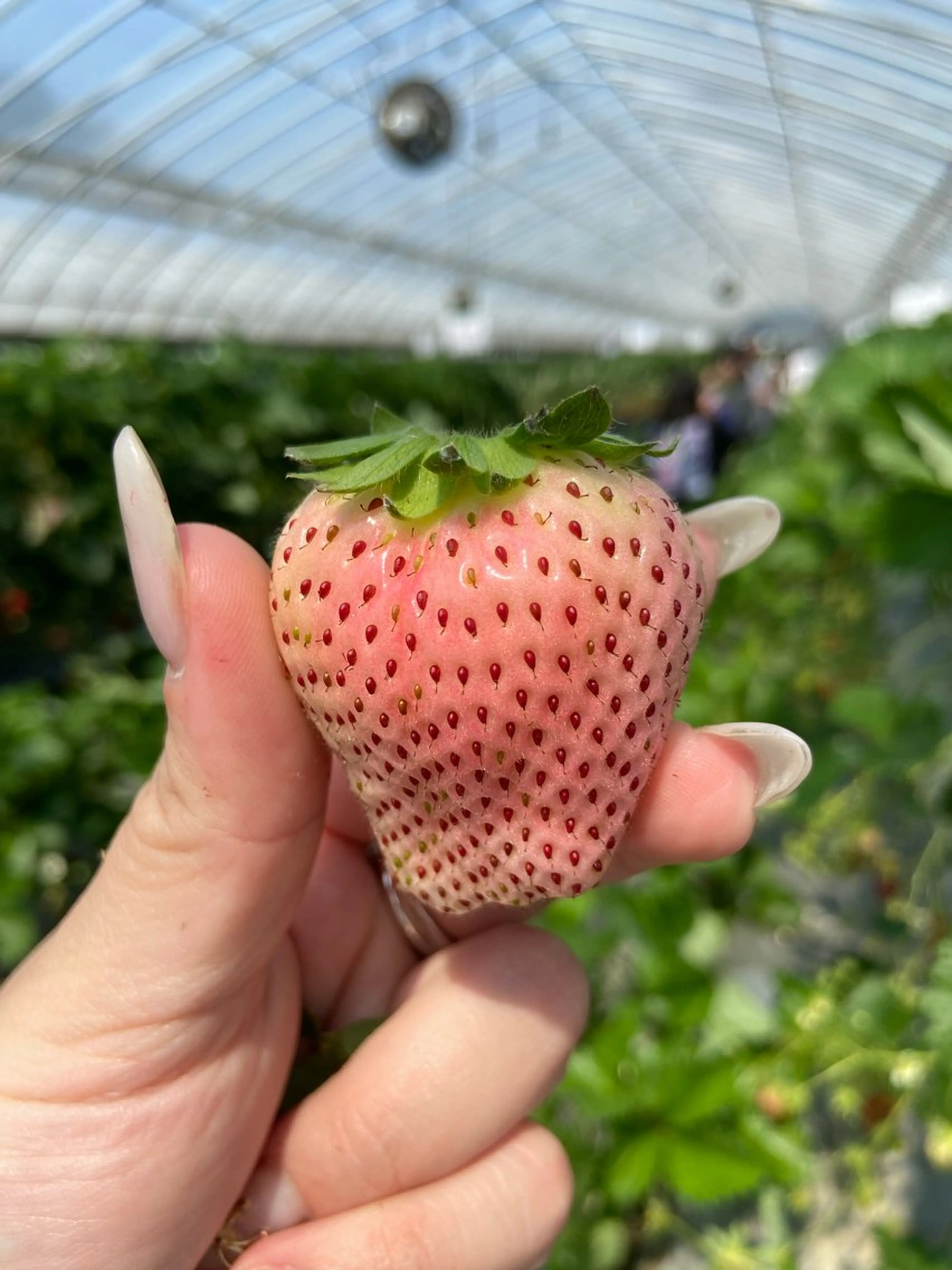 マツエク・マツパ マツエク ame.ai 🥣🫧🏹のマツエク・マツパデザイン