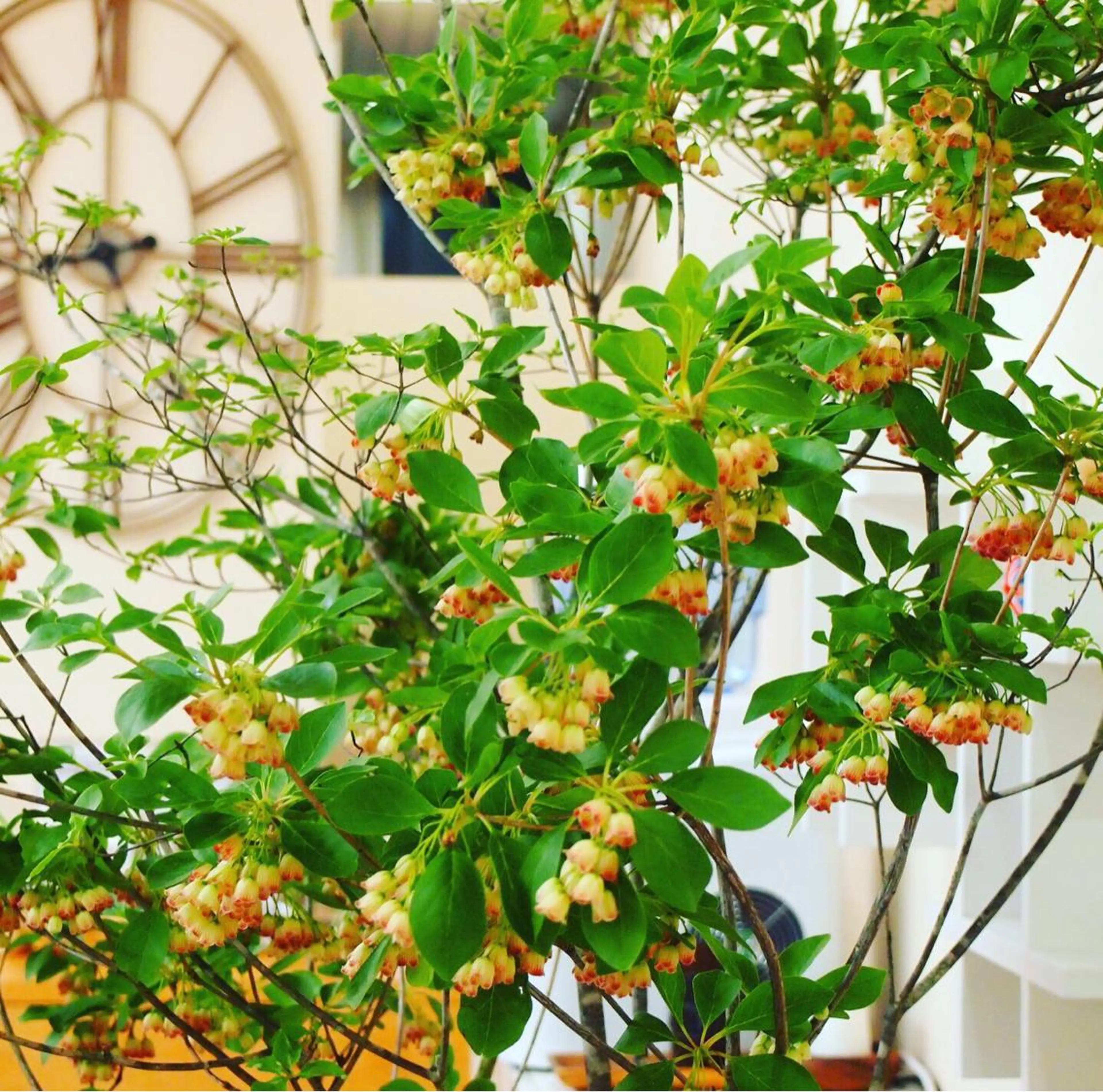 本通り店 ビーナスフォートのマツエク・マツパデザイン