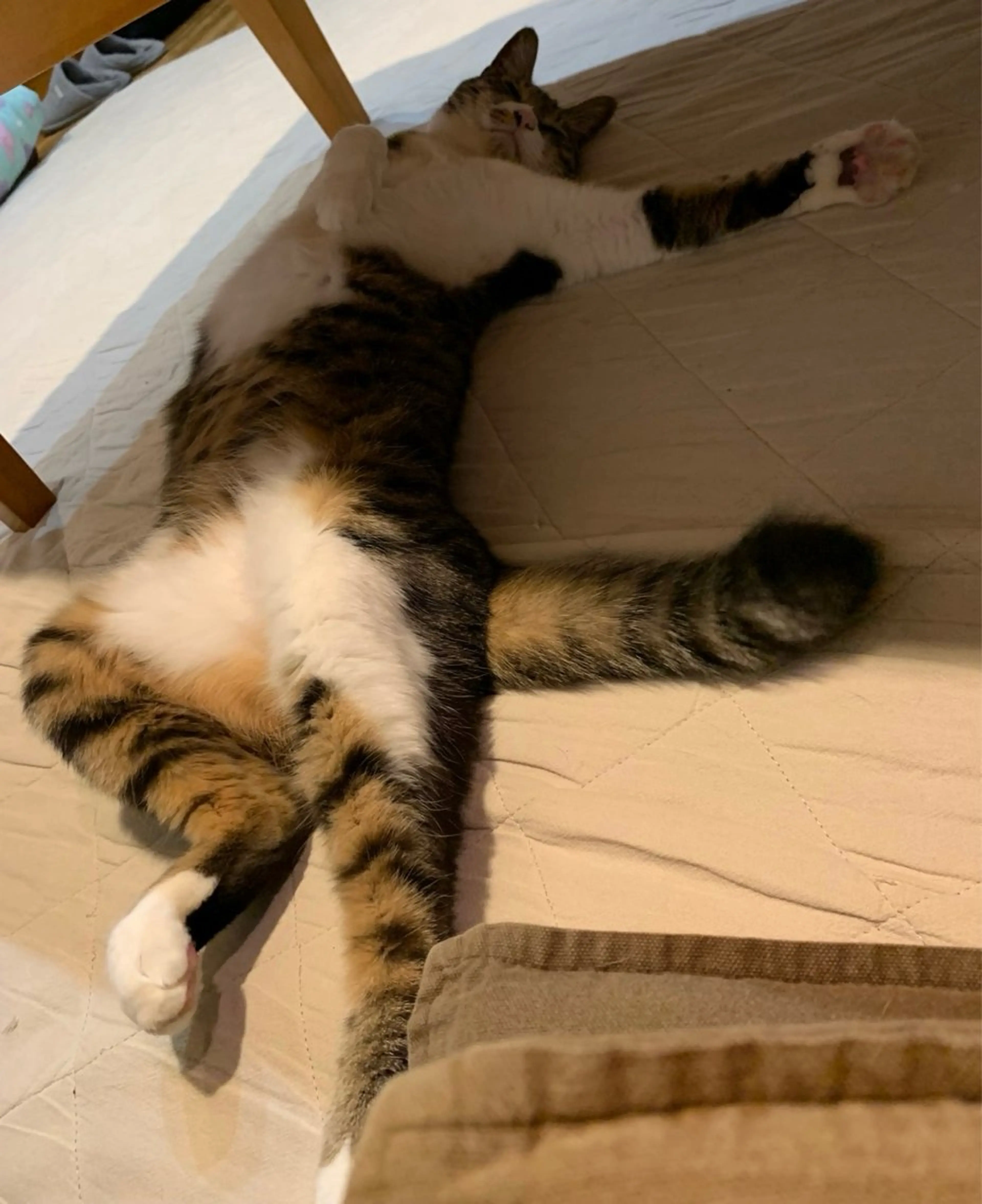 Spiky とうげ ふうかのネイルデザイン