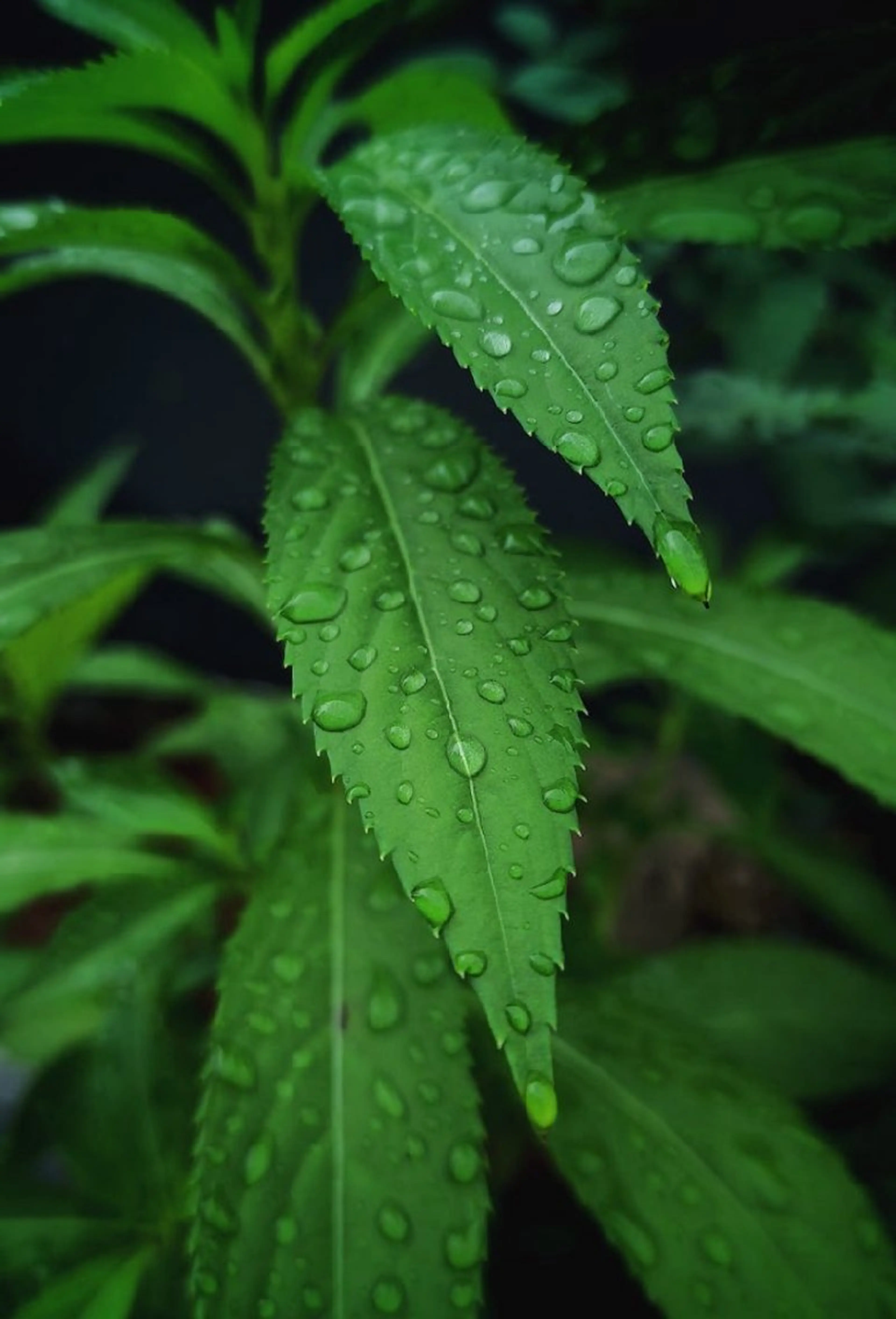 メンズ Masterpiece Body Wellness Center所属・The Owner Of MPのエステ・リラクイメージ