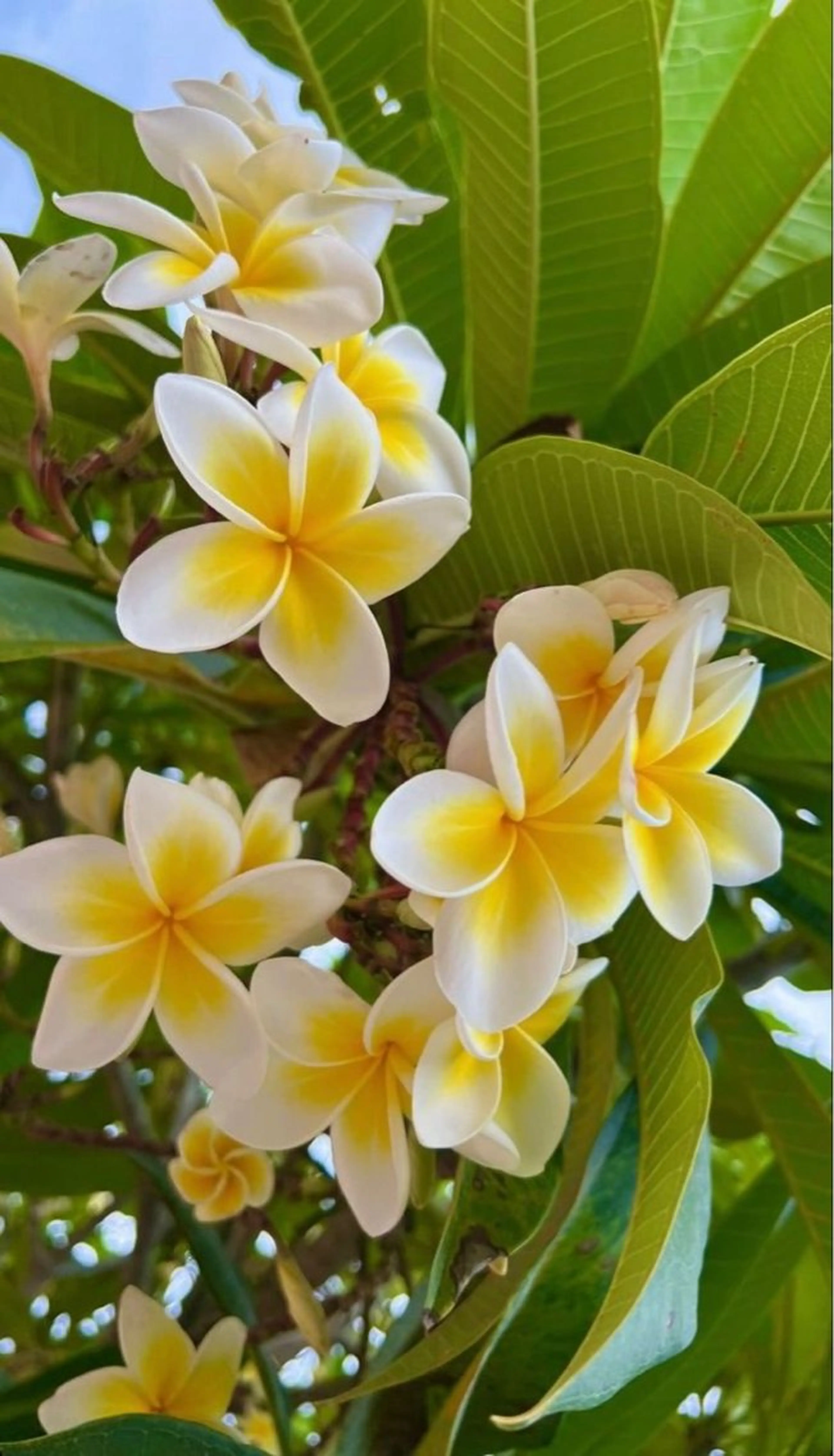 ジェル オフのみ🔮の写真