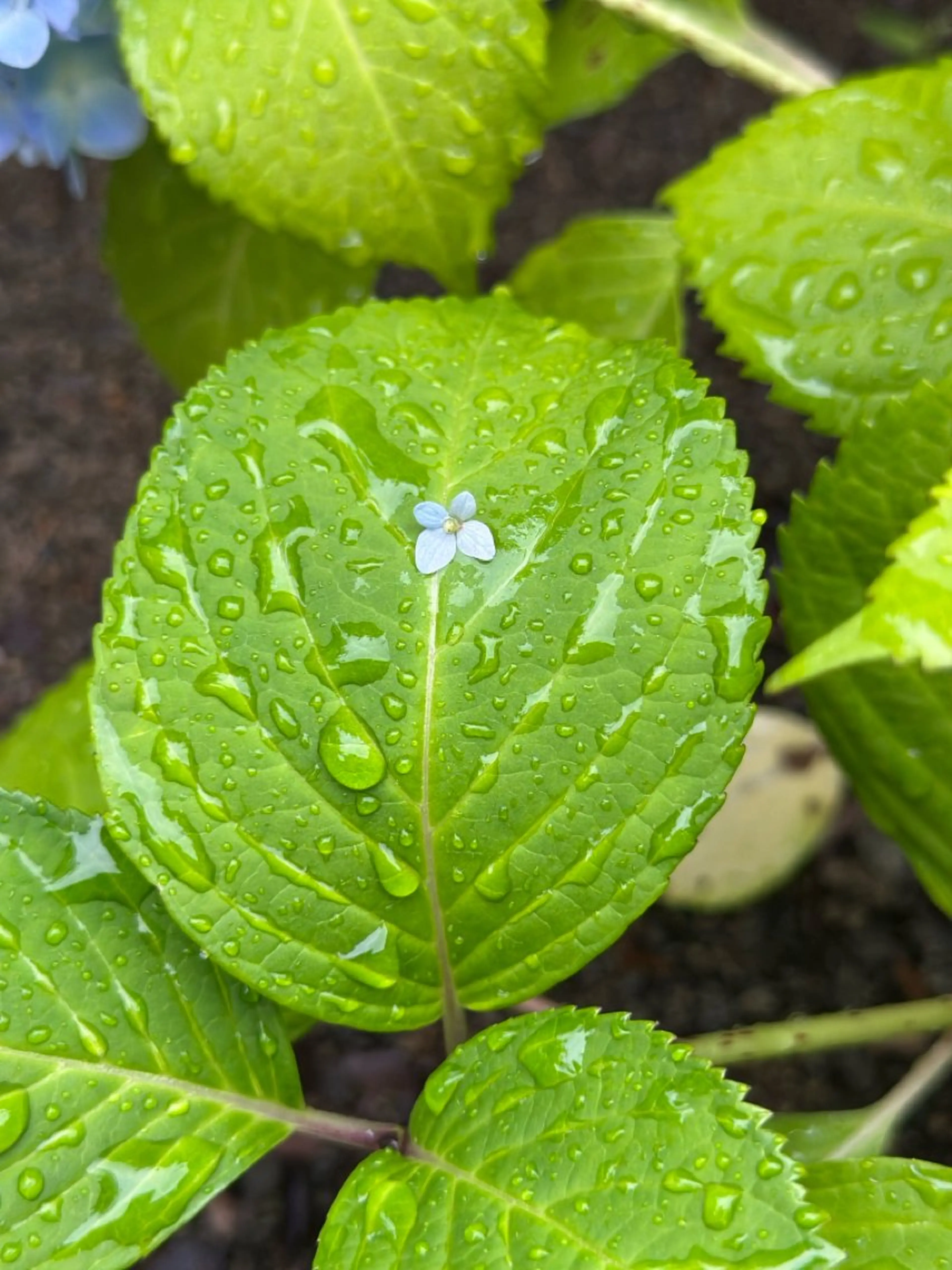 ネイル nailsalon ∞ ﾐｶﾅﾙ ∞のネイルデザイン