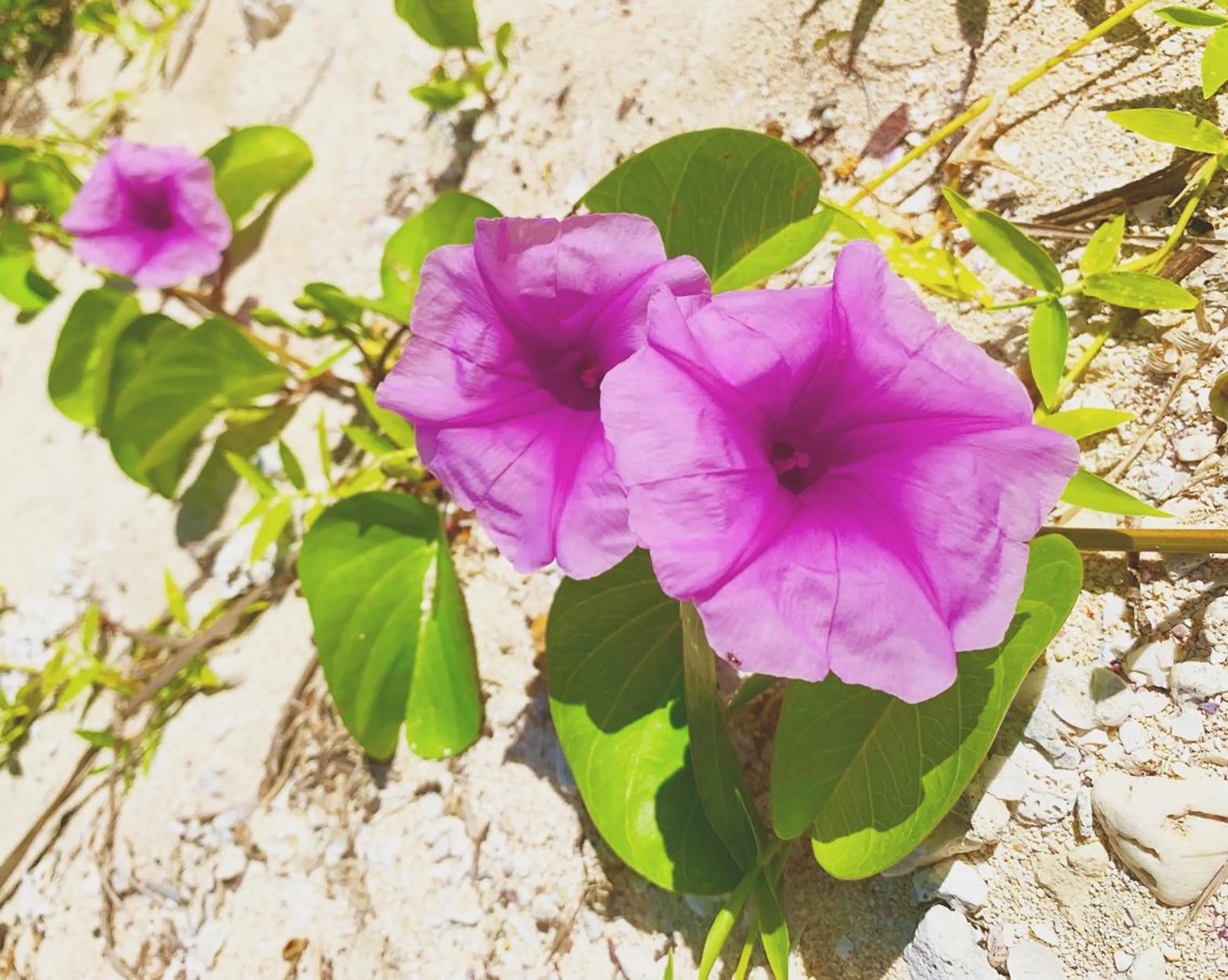 𝐘𝐎𝐒𝐇𝐈 𝐌𝐈🌞🏝のマツエク・マツパデザイン