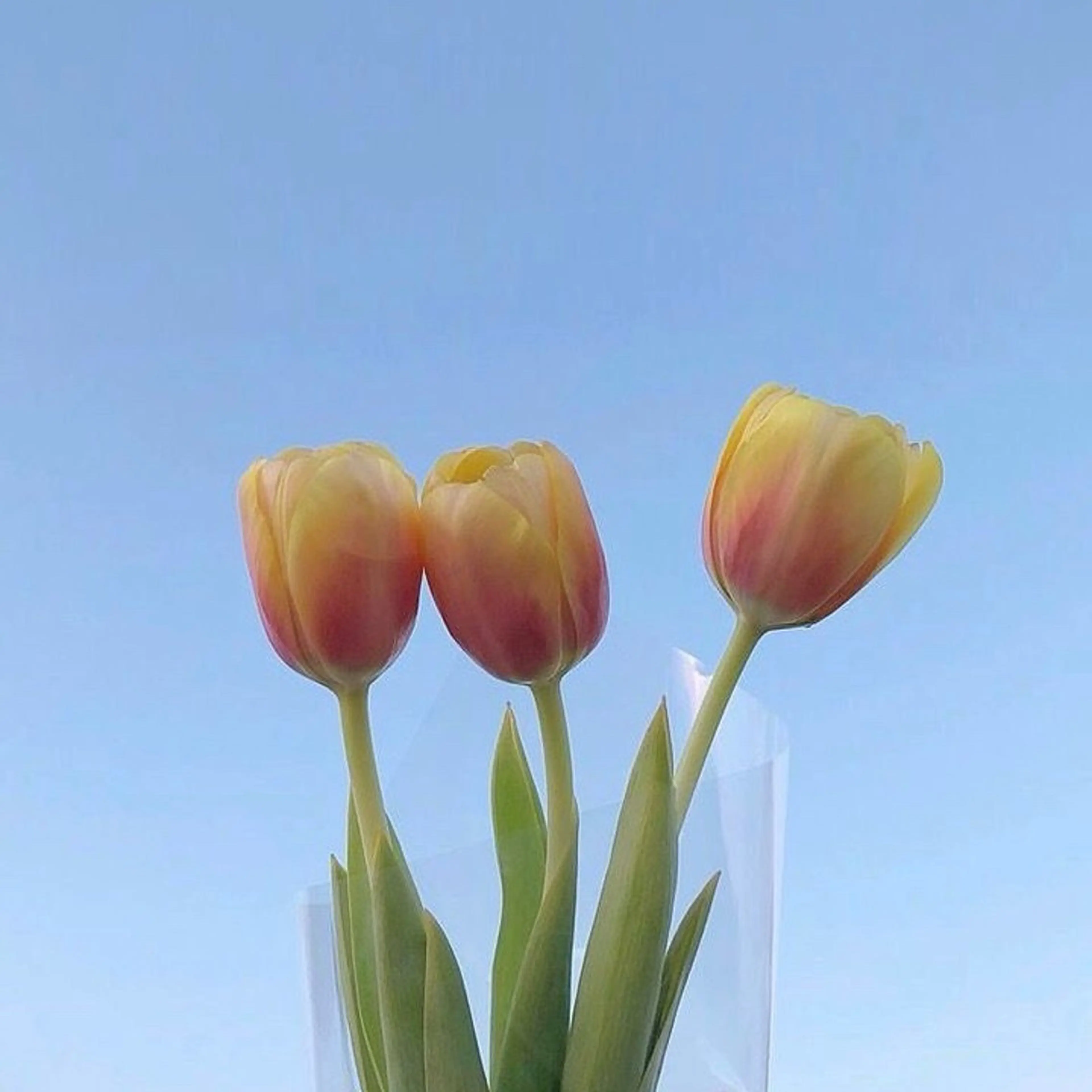 Rin 🌷のマツエク・マツパデザイン