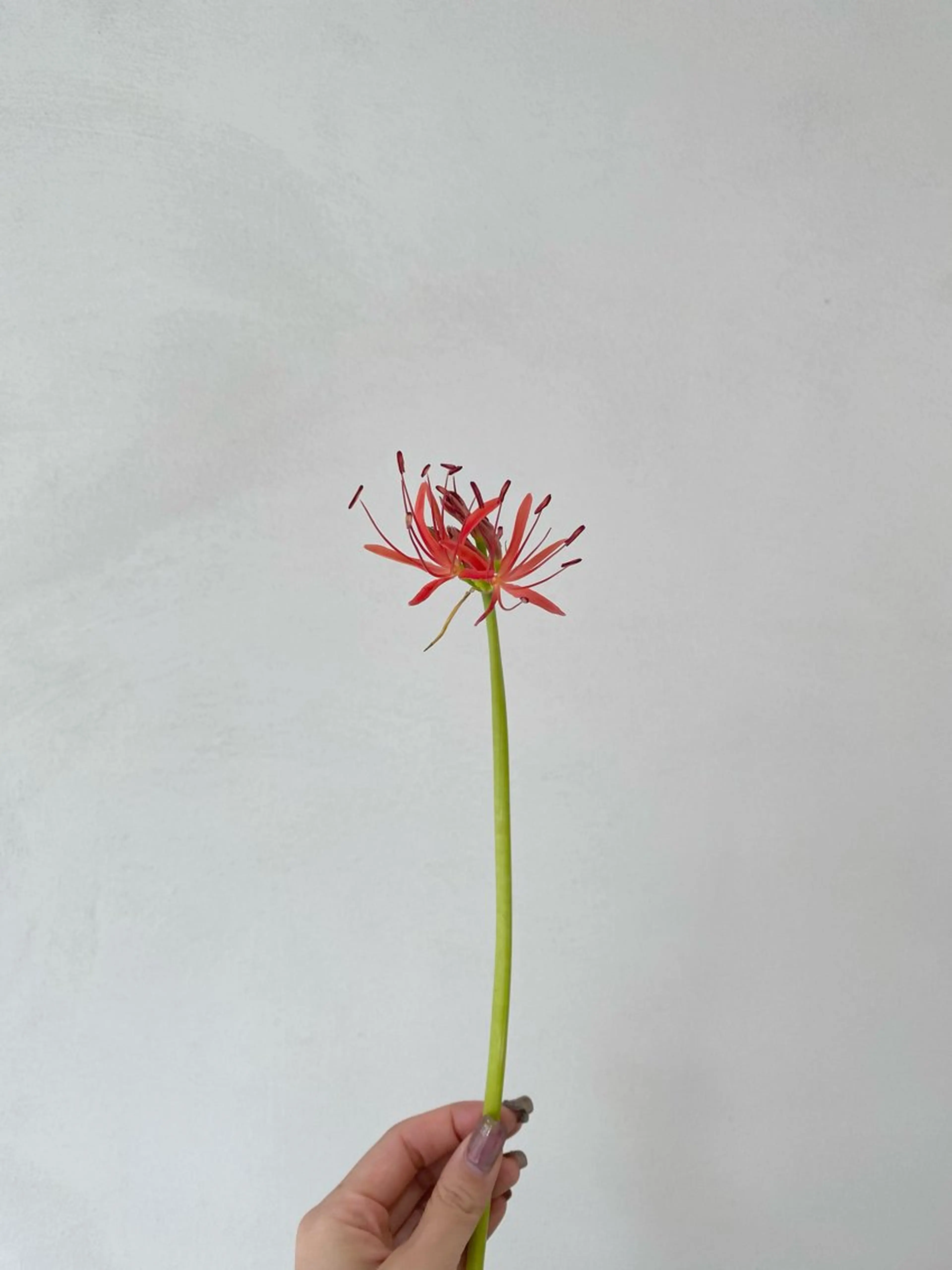 キッズ 子どものヘアアレンジ カット ヘアカラー トリートメント 🪻花屋併設🪻秀島 有紀のヘアスタイル