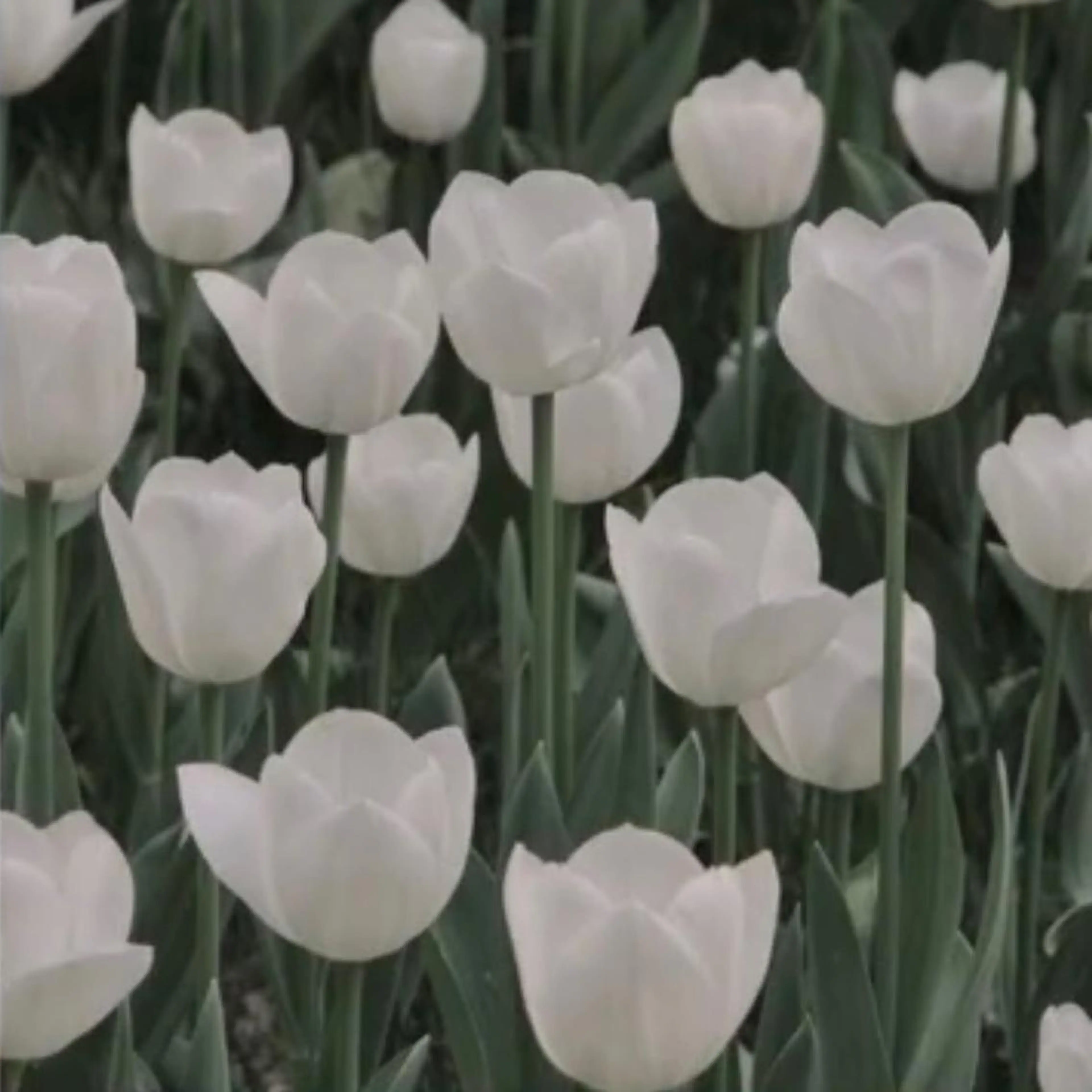 マツエク・マツパ アイブロウ Bliss eyes canele【ブリスアイズカヌレ】所属・Bliss eyes 都島/ CHIKAの眉毛・アイブロウイメージ