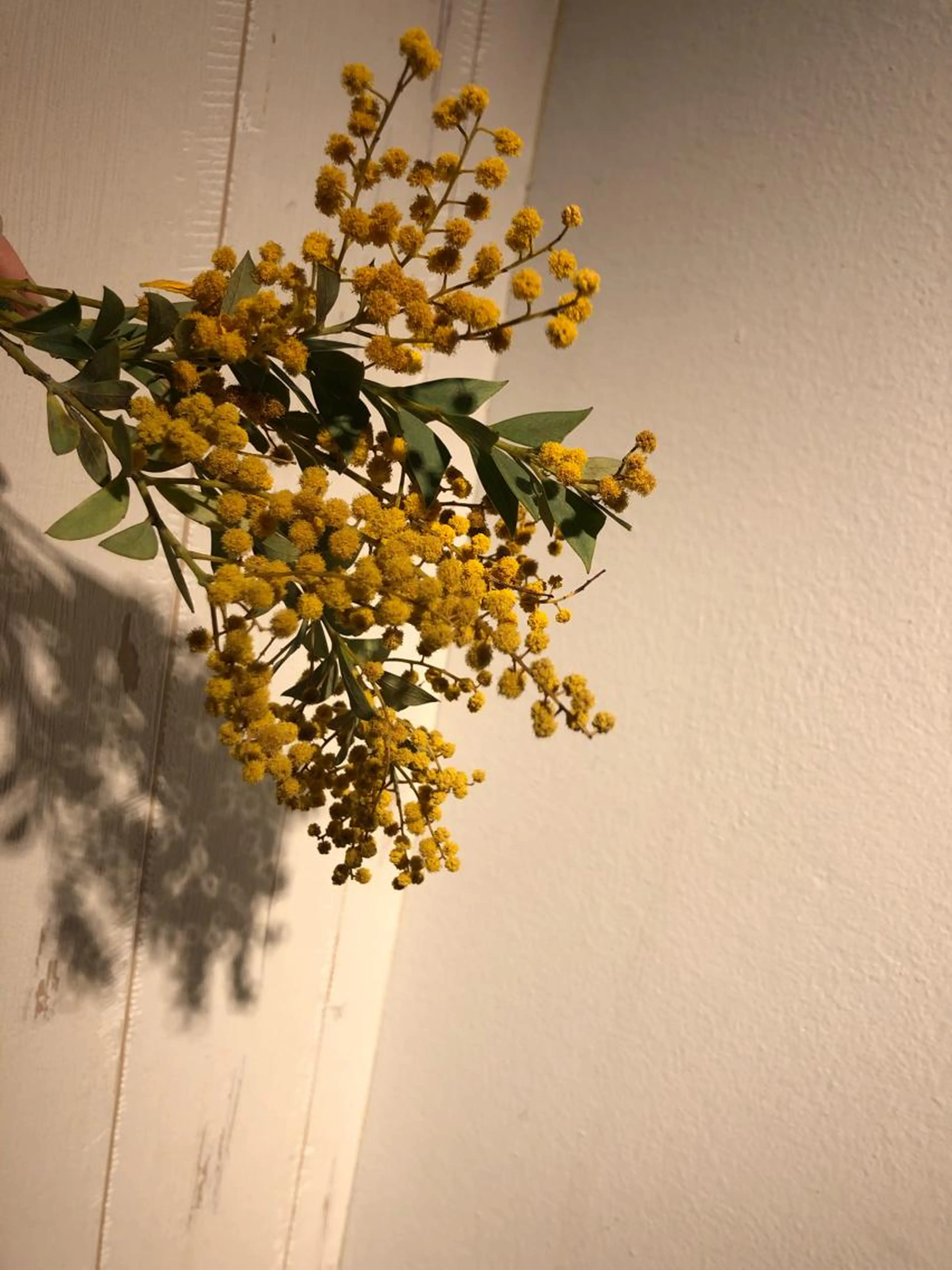 オフなし❣️ワンカラーのみの写真