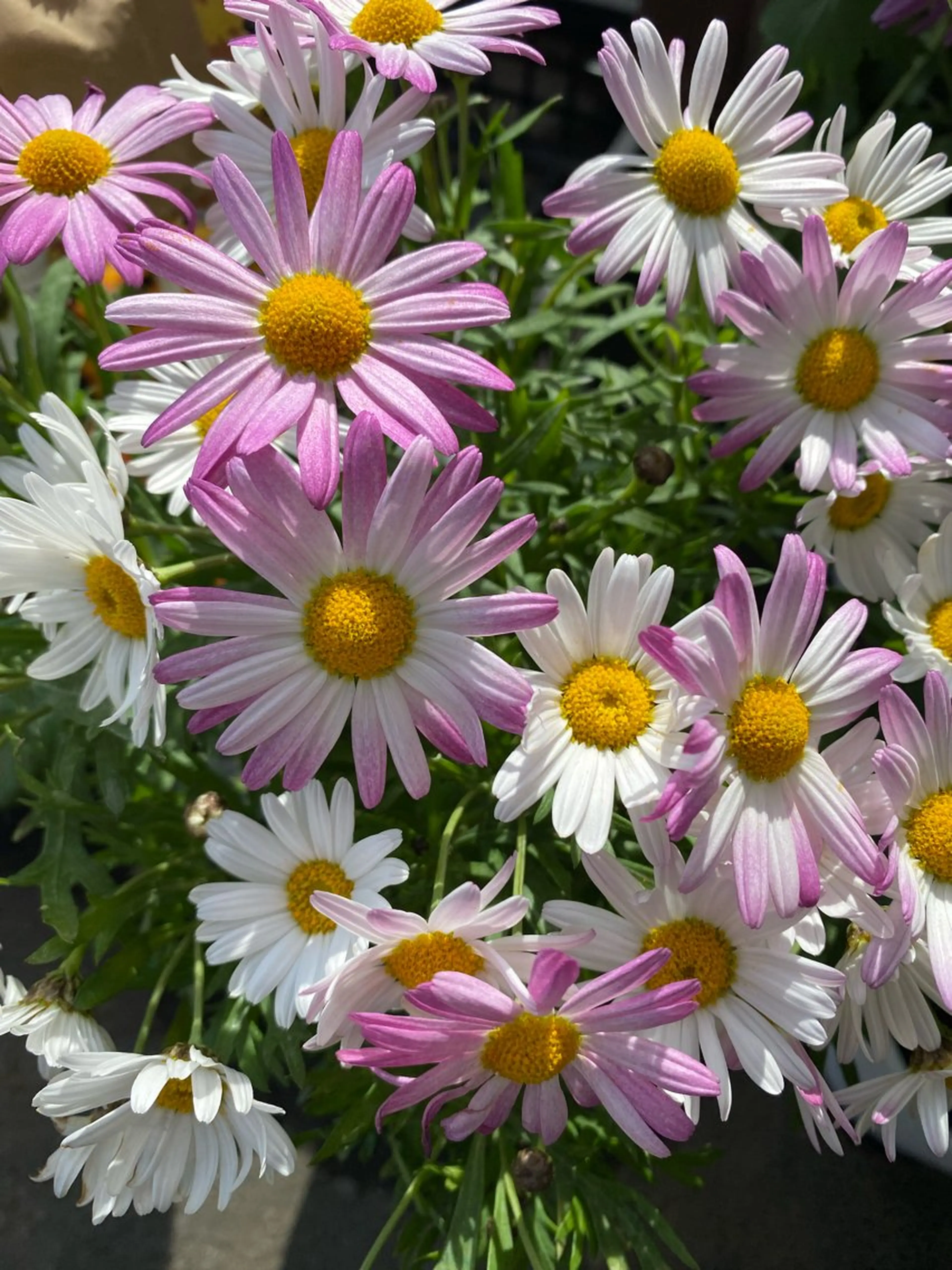 ネイルサロン&スクールGONA所属・ネイルサロン& スクールGONAのネイルデザイン