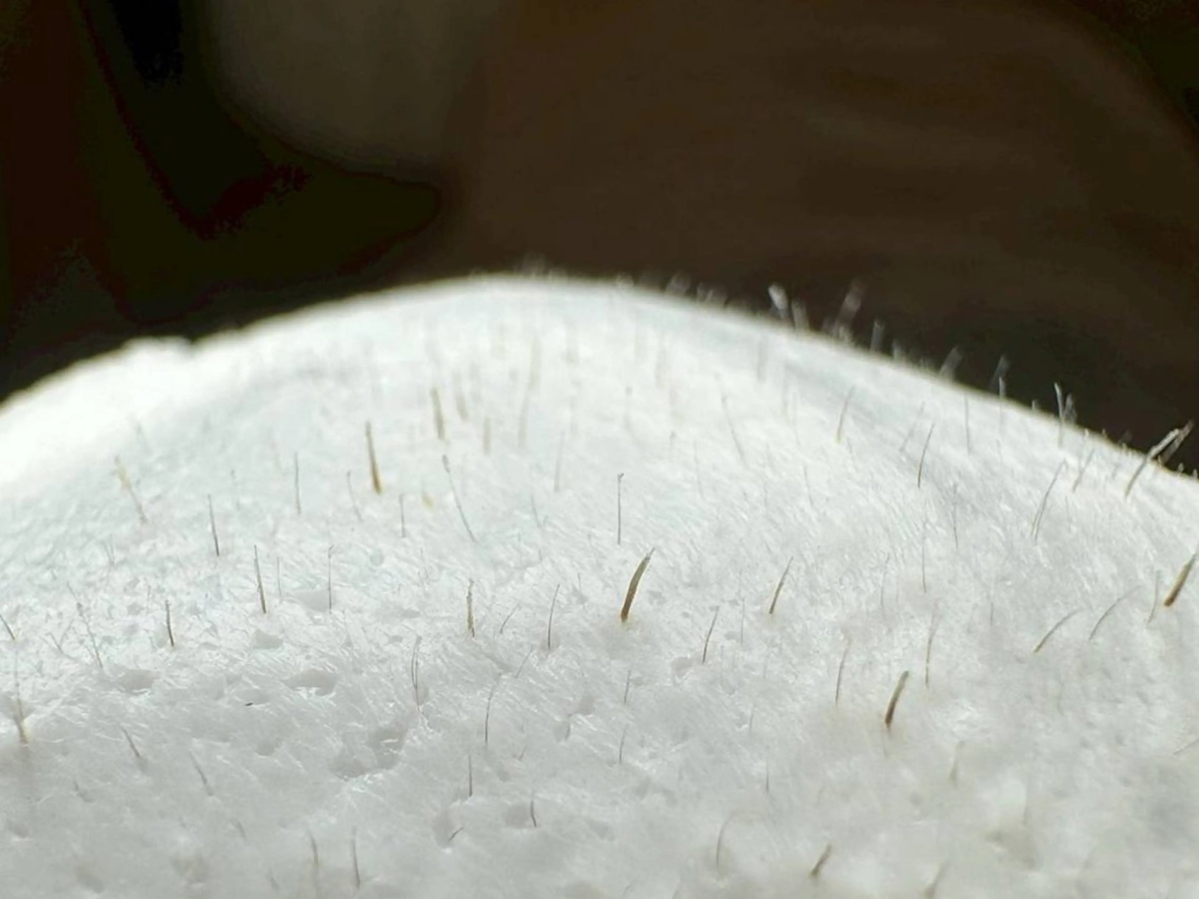 人気NO.2垢抜けケアセット☆【フェイスワックス×HBL】お顔フルセットの写真