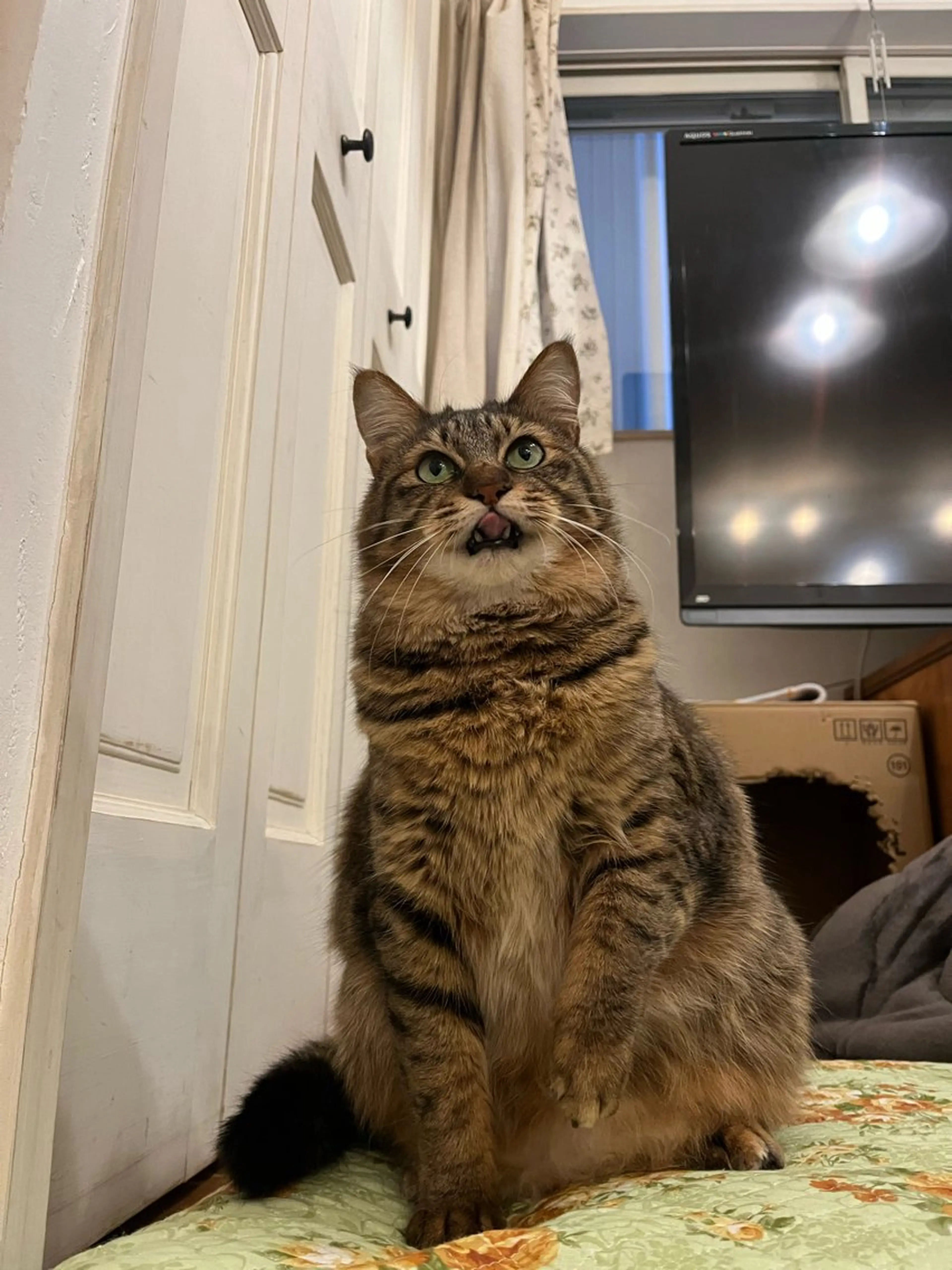 ネイル MOFU NAIL 🐈‍⬛のネイルデザイン