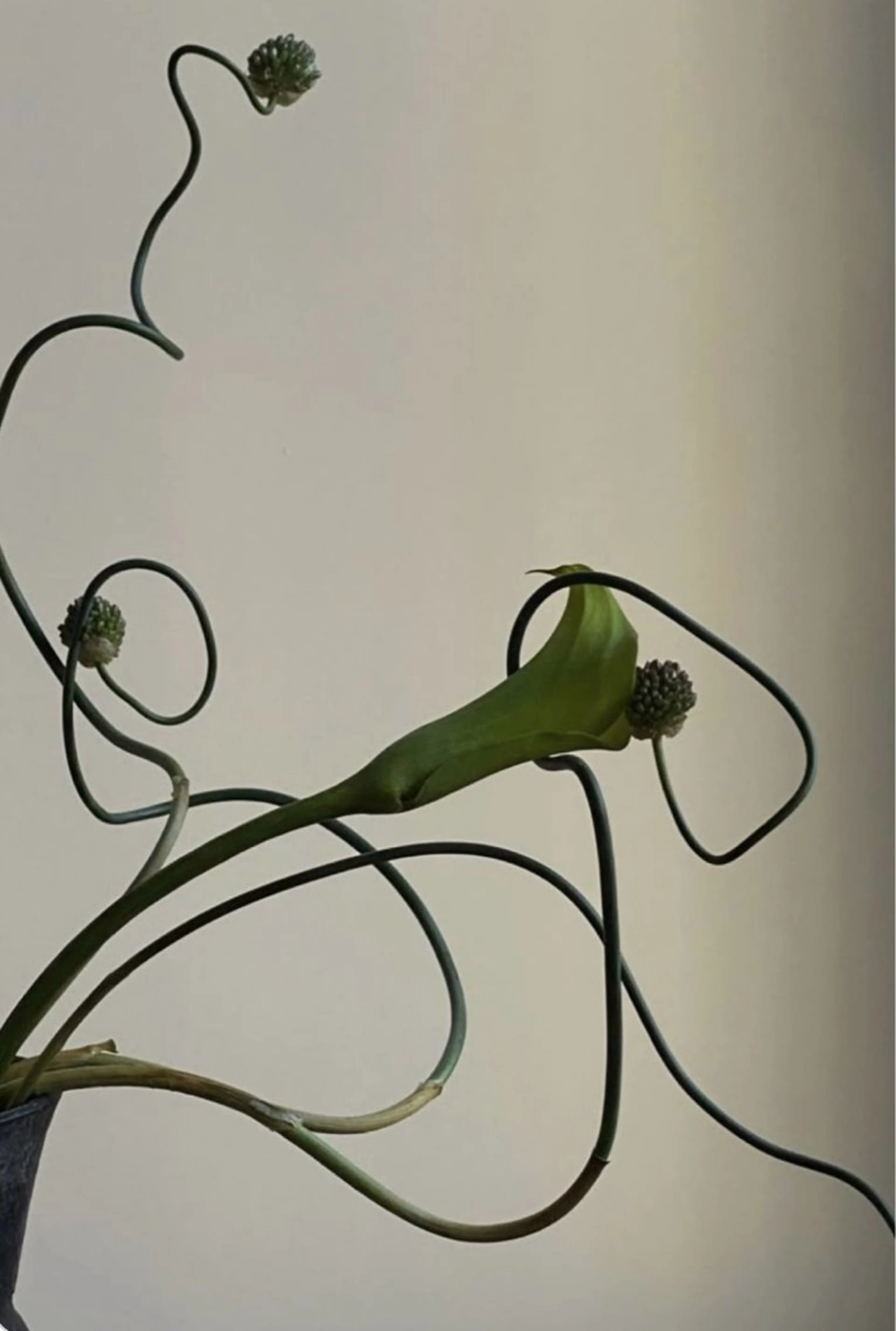 マツエク・マツパ マツパ eyelly🌿 nanaのマツエク・マツパデザイン