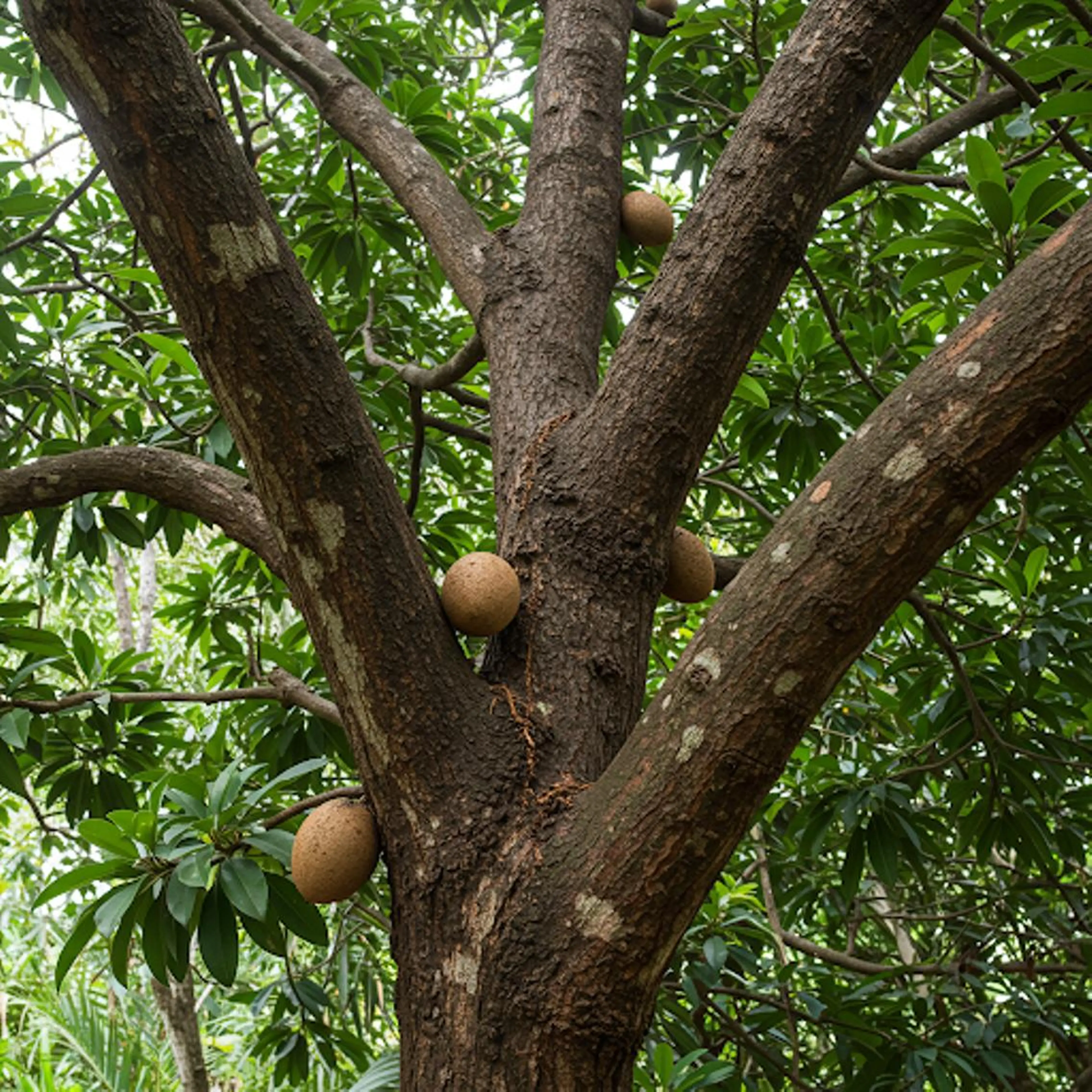 セミロング カラー その他 ホワイトニングサロン nico西葛西店のその他イメージ