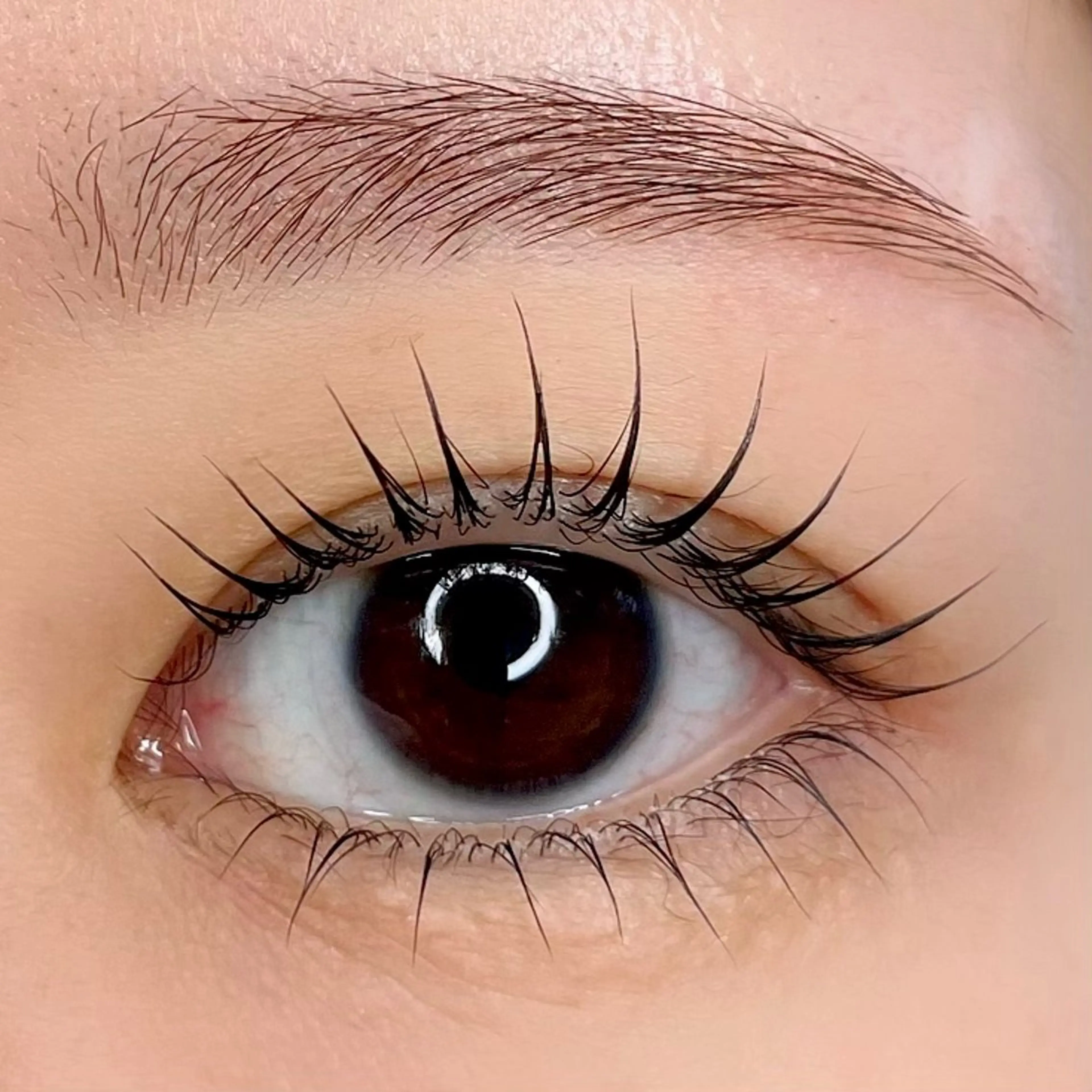 【ラッシュリフト×高濃度美容液トリートメント】美容コーティングつき🎀の写真