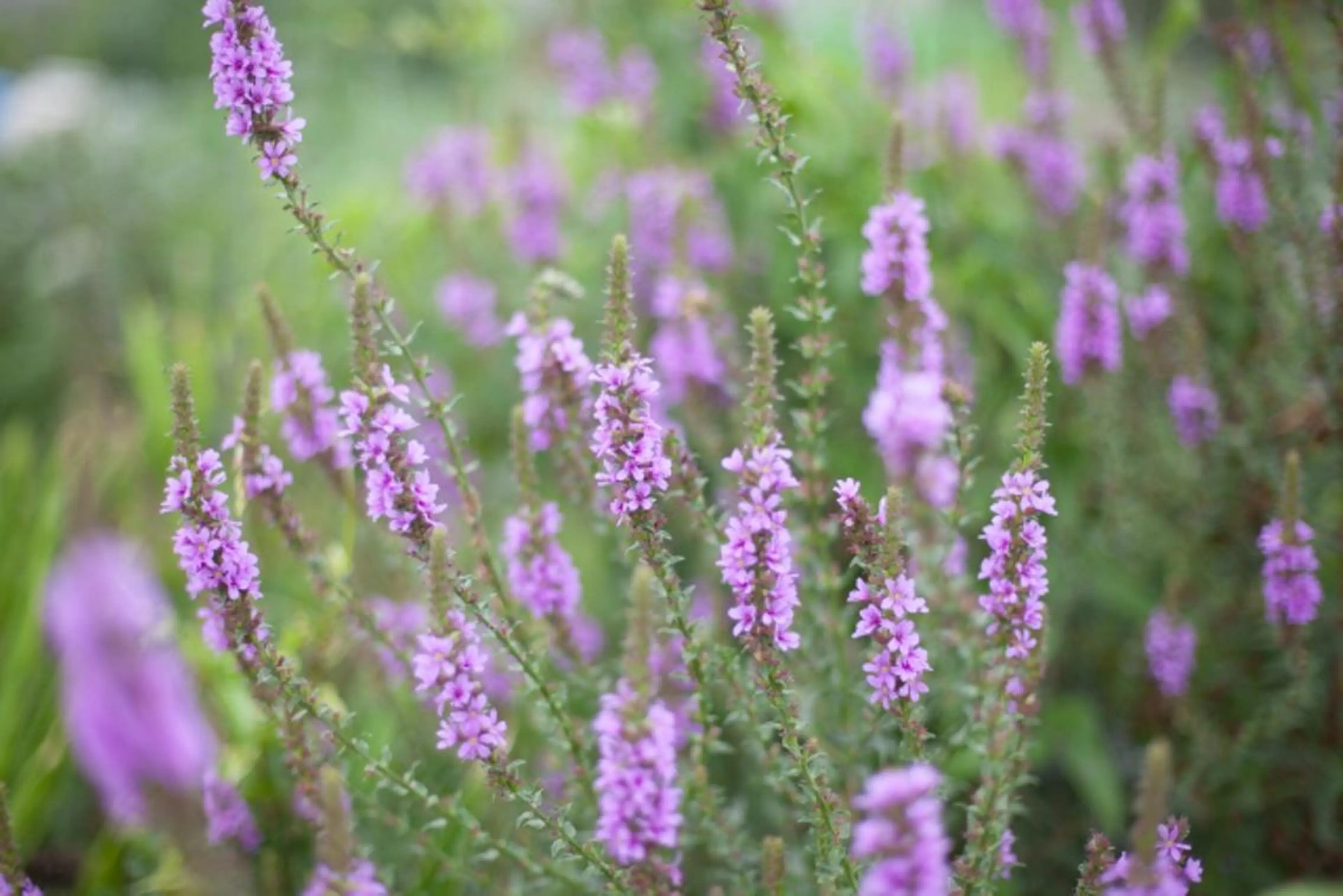 Twinkle Twinkleのエステ・リラクイメージ