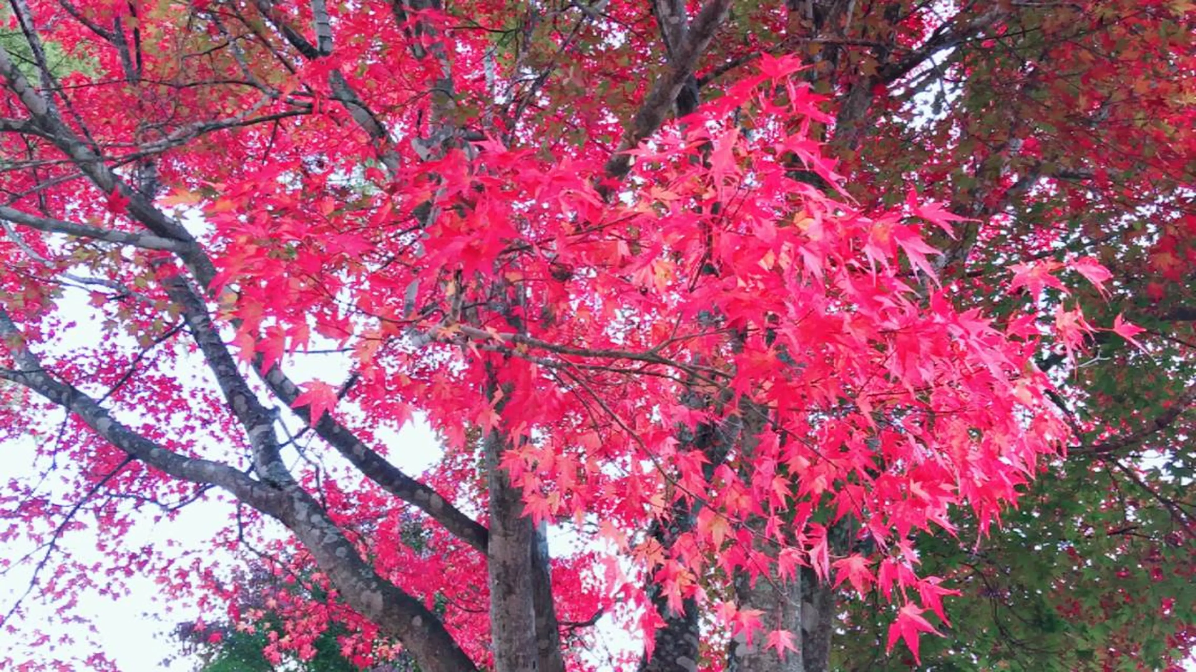 田中 実咲のヘアスタイル