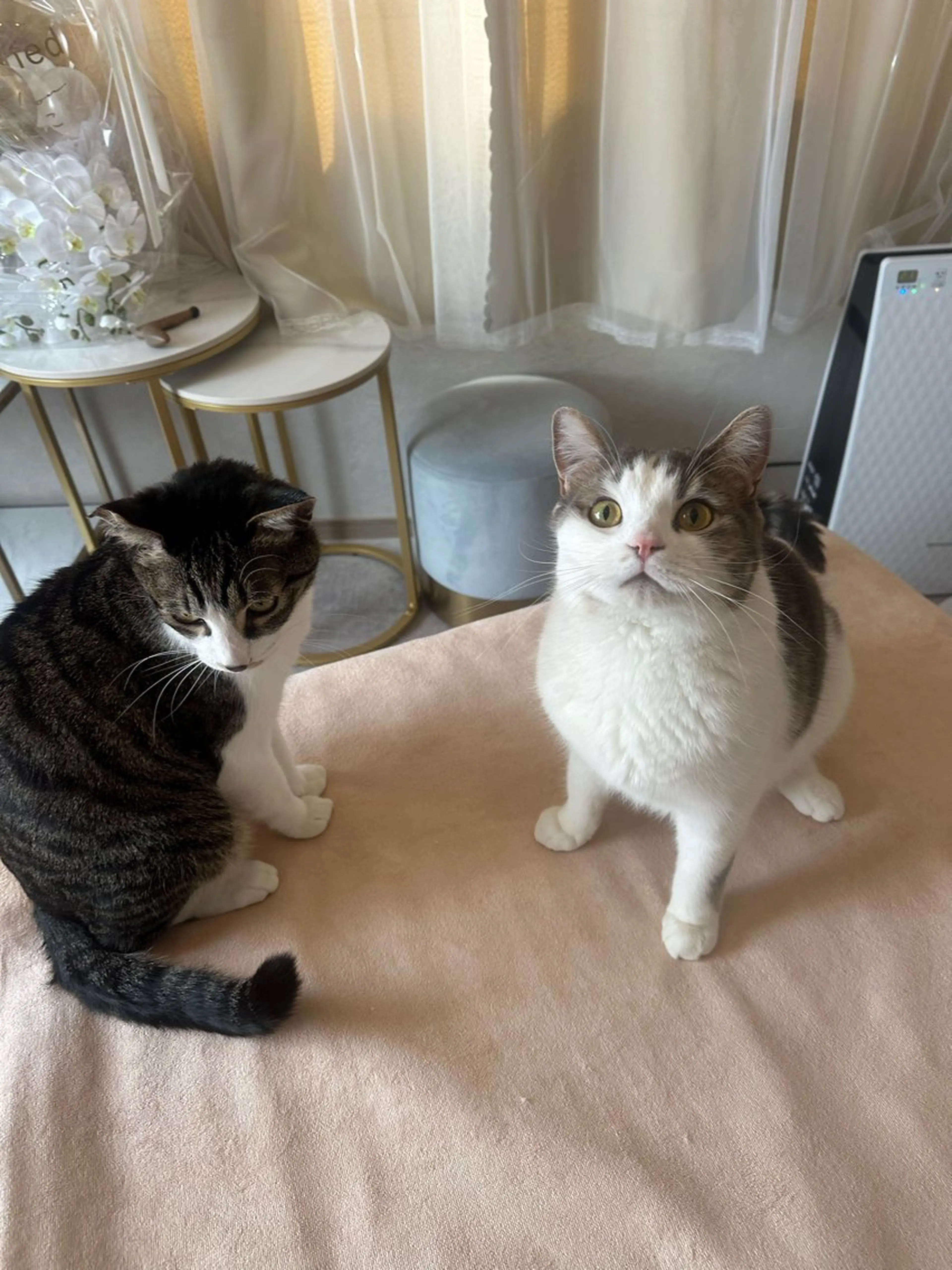 リラク 猫がいるマッサージ屋 🐈salonねこのエステ・リラクイメージ