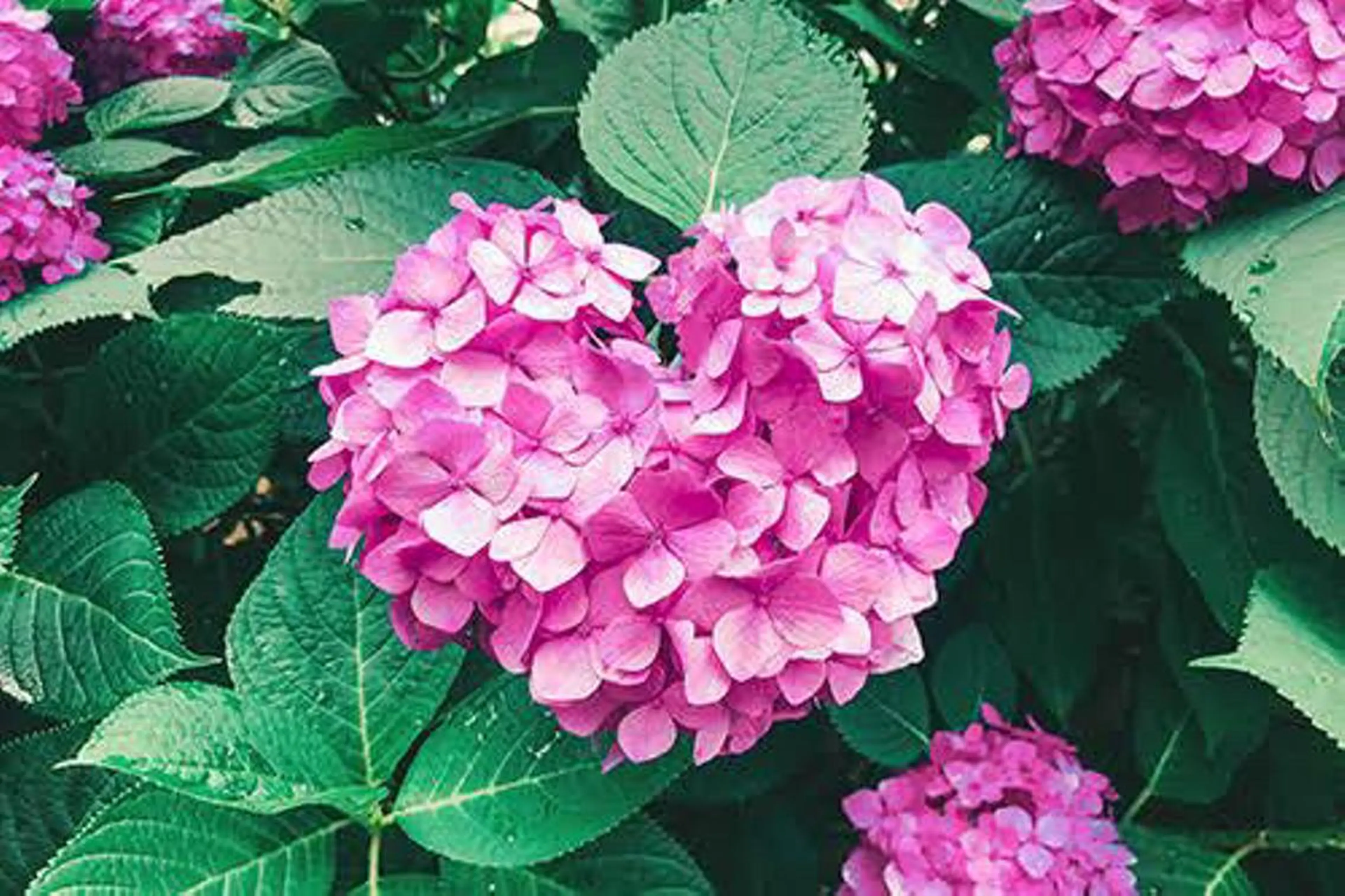 マツエク・マツパ アイブロウ やまもと あいらのマツエク・マツパデザイン