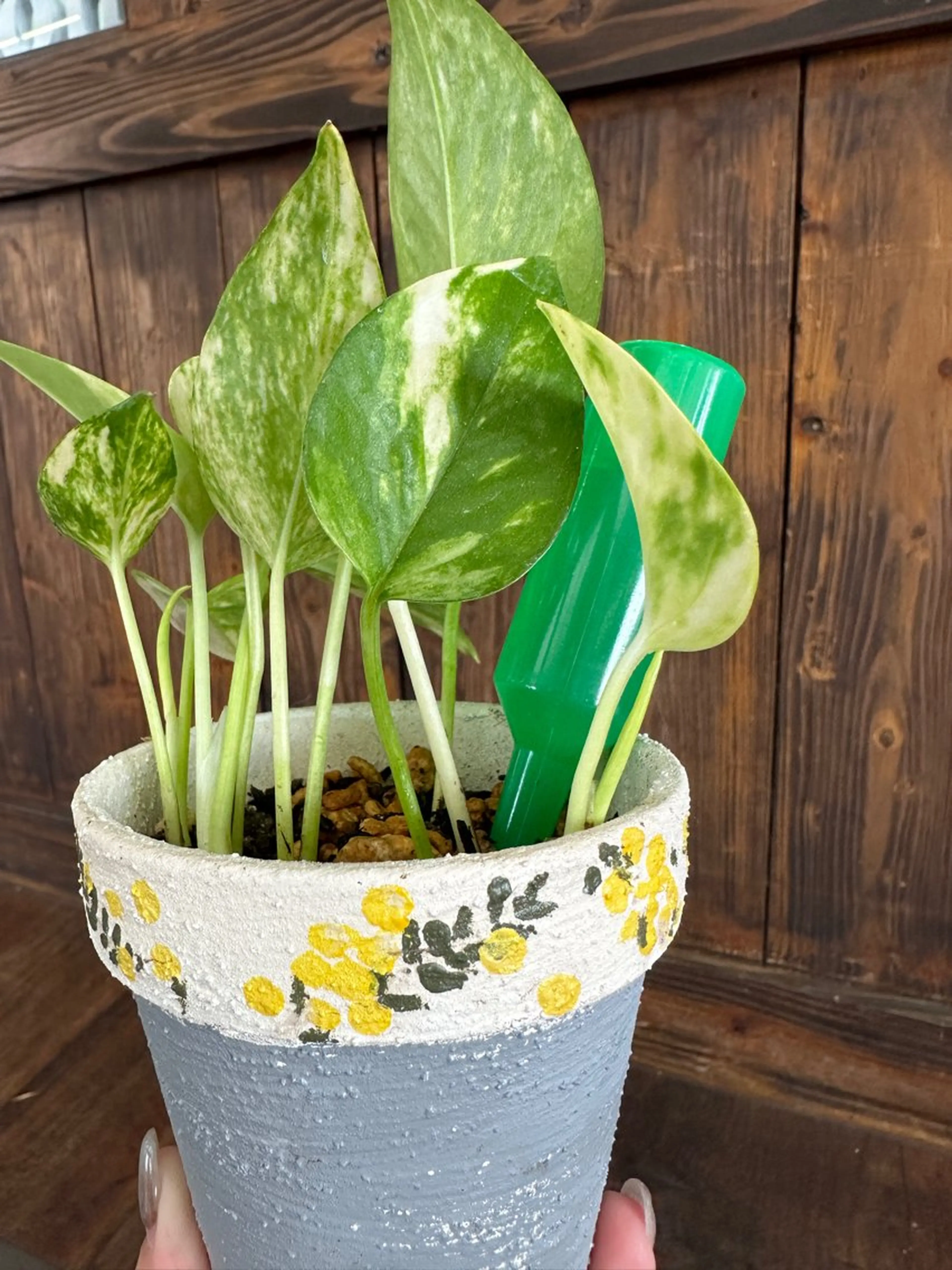 nail salon  ∞ mikanal ∞所属・nailsalon ∞ ﾐｶﾅﾙ ∞のネイルデザイン