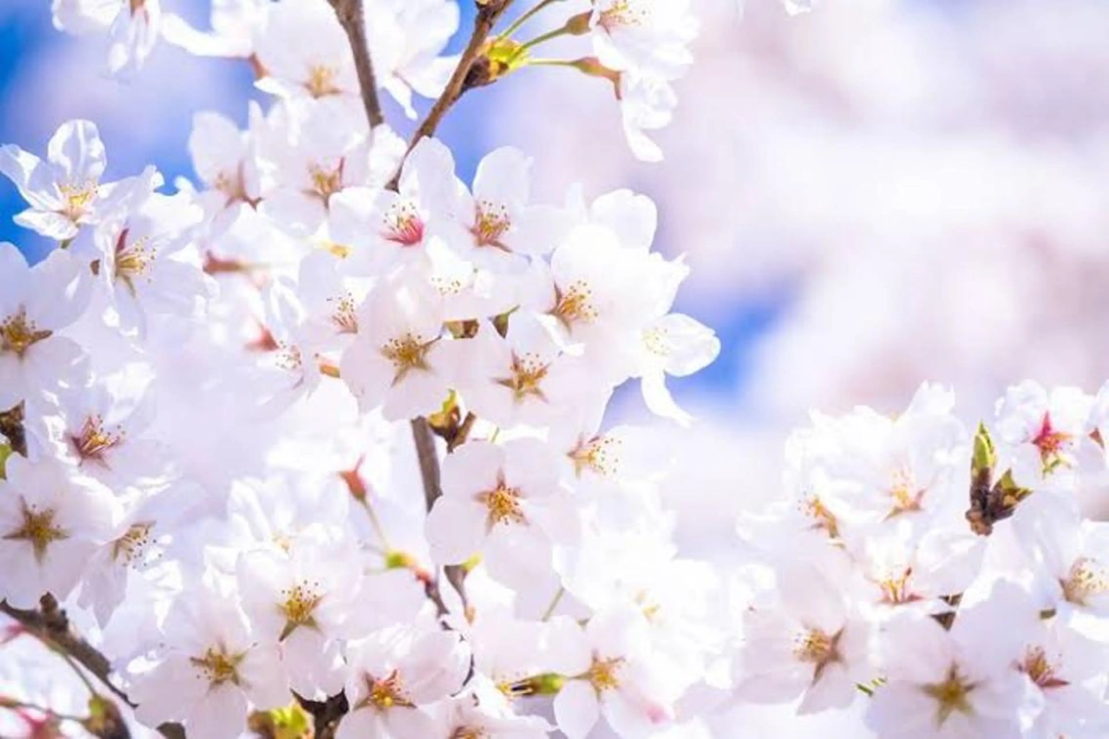 マツエク・マツパ ネイル 卒業式 xuxa【シューシャ】所属・Liola (xuxa内)のマツエク・マツパデザイン