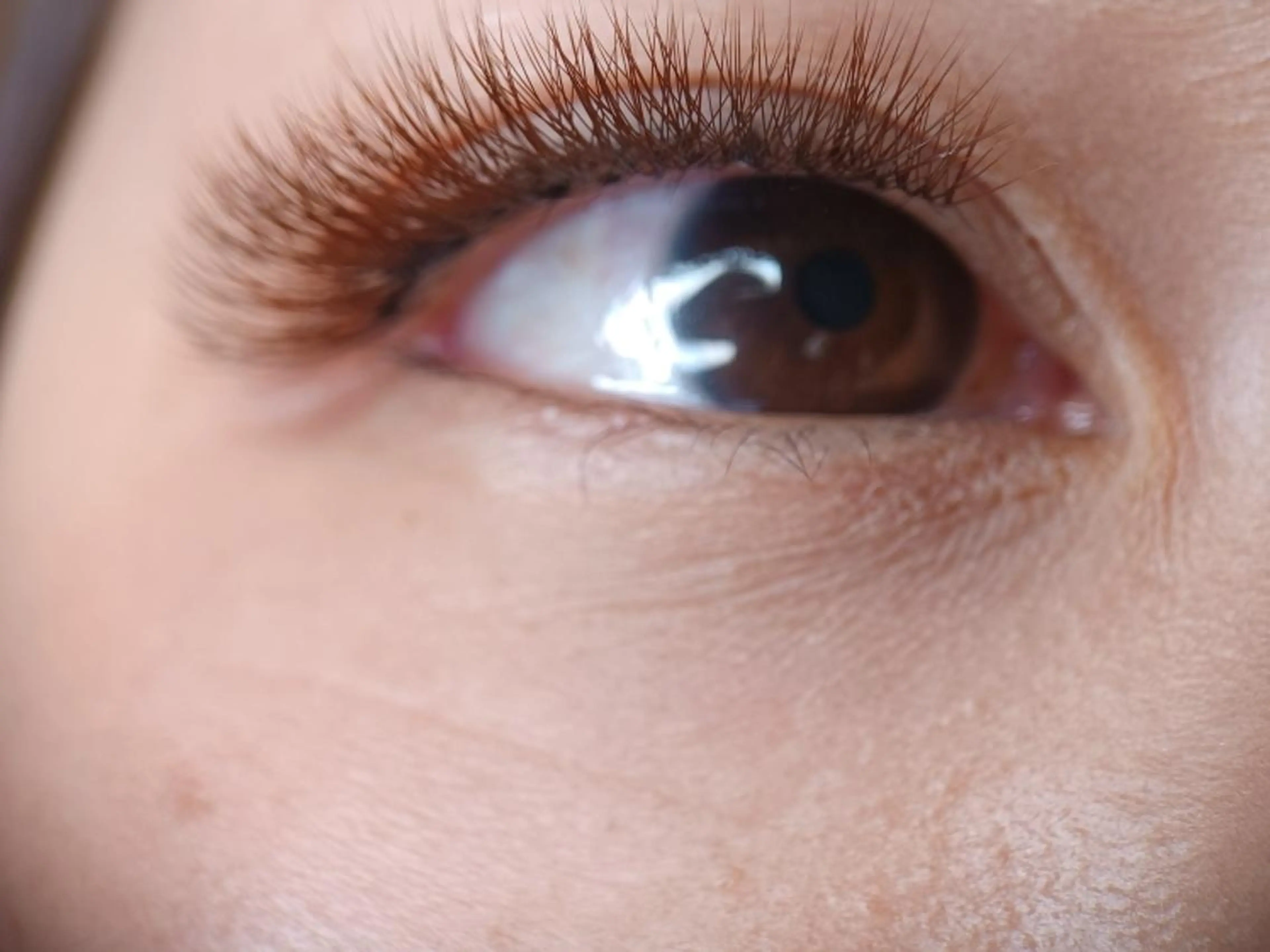 ボリュームラッシュ 　6D×100束　600本　オフ込みの写真