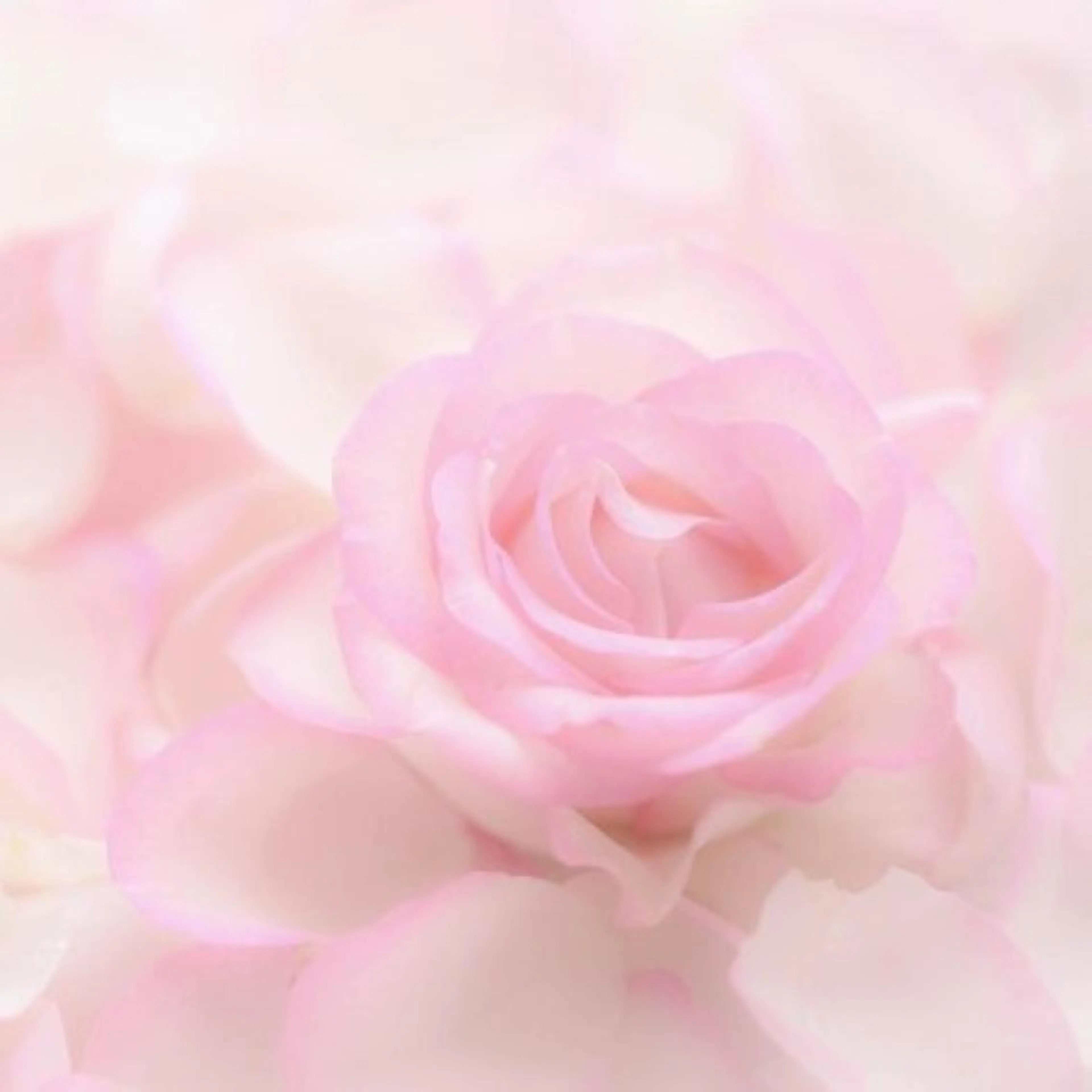 【両ワキプラス】VIOオールオフ💗女性ブラジリアンワックス《 + 両ワキ》の写真