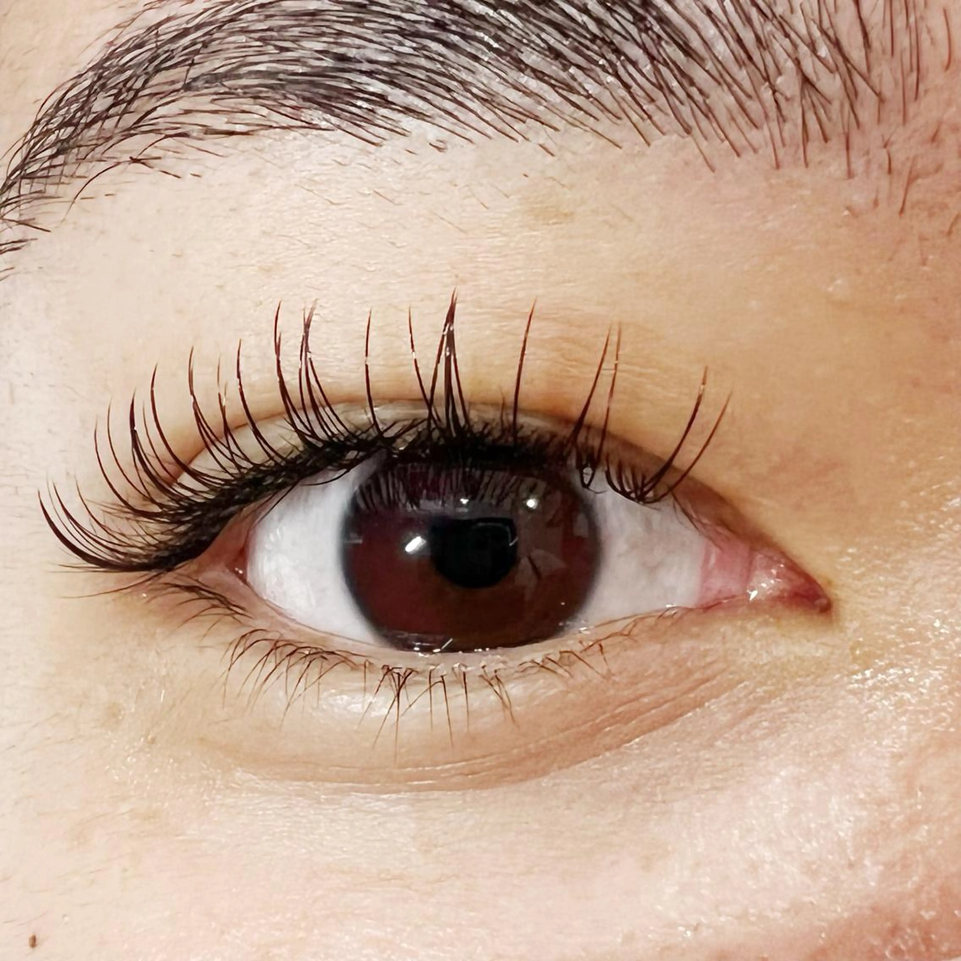 マツエク・マツパ セーブル Celeste Venus所属・🧸Celeste Venusのマツエク・マツパデザイン